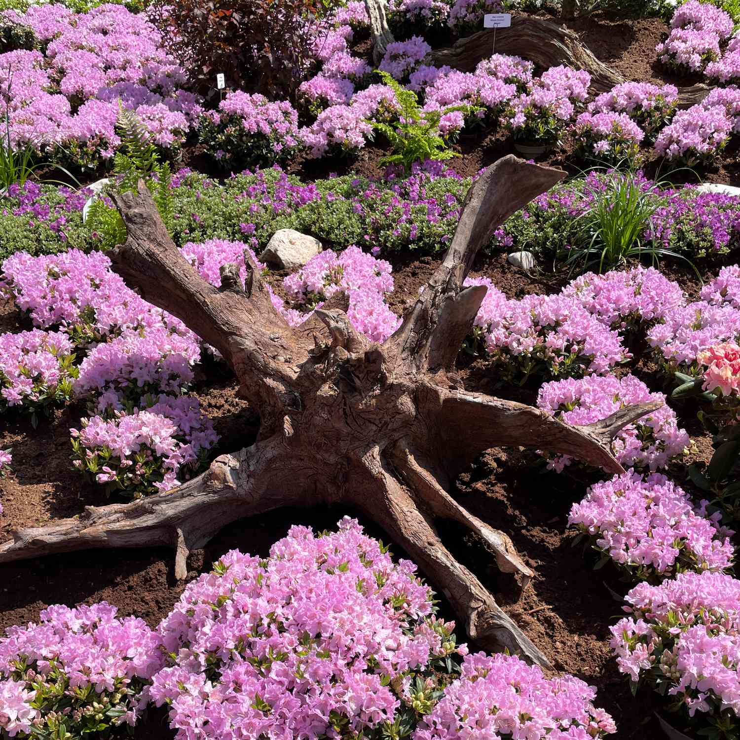 Chinesischer Zwergrhododendron 'Robert Seleger'