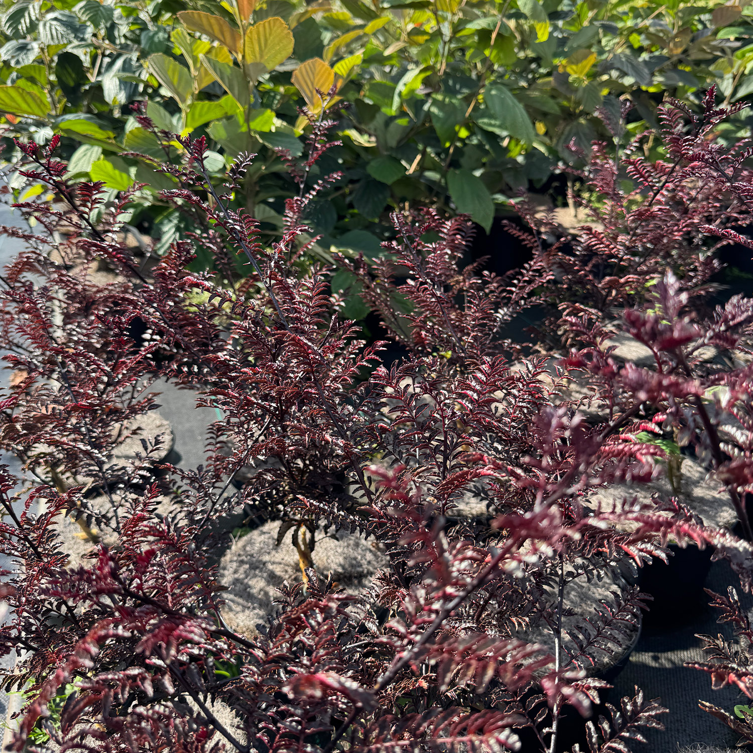 Szechuanpfeffer / Japanischer Pfeffer 'Diable Rouge'