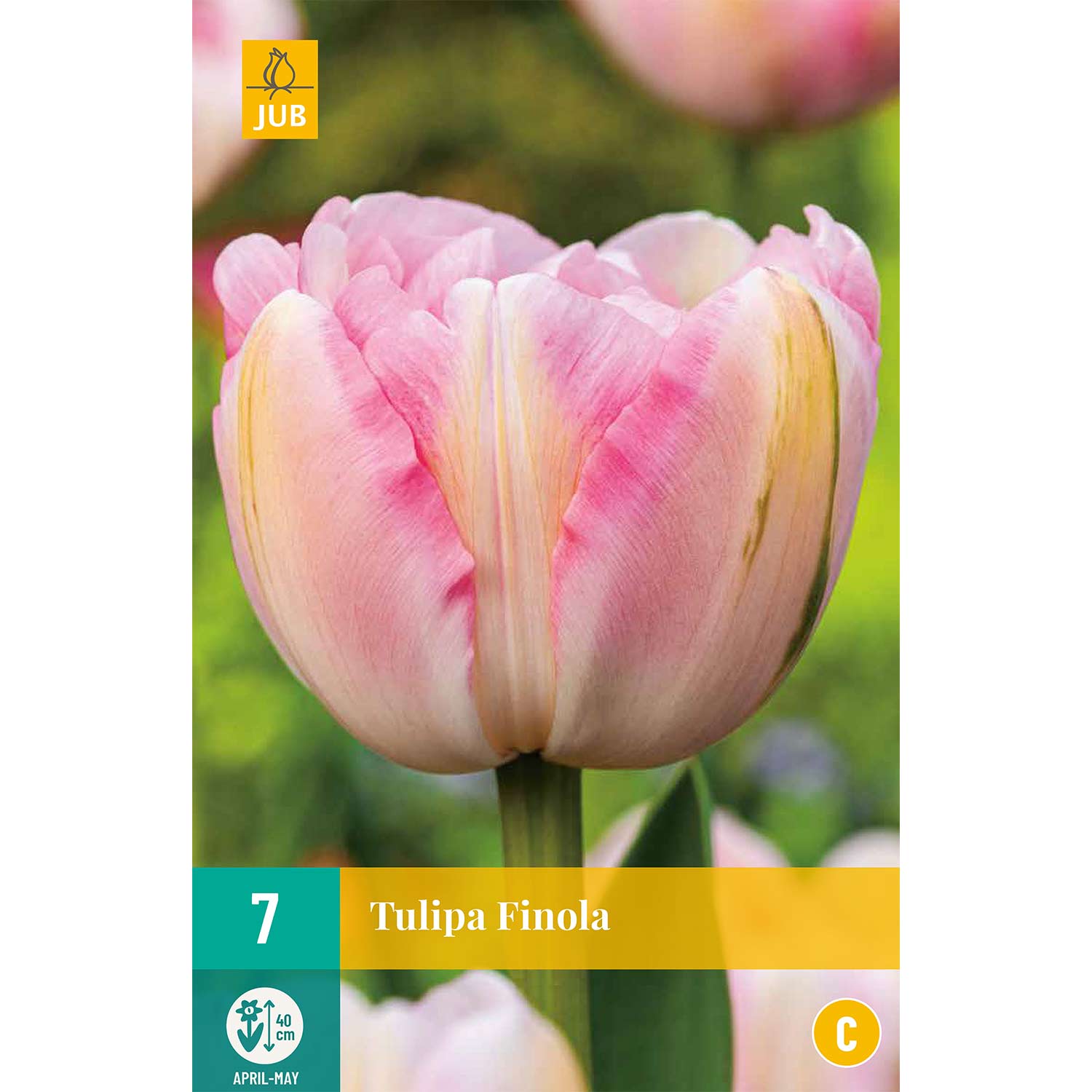 Späte gefüllte Tulpe 'Finola®' - 7 Stück Liefergröße: Zwiebelgröße 11/12