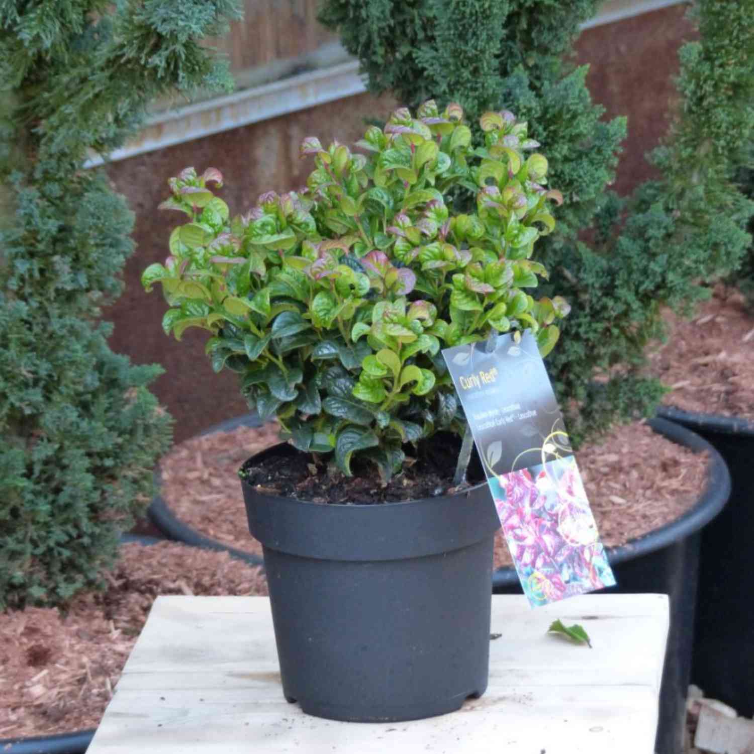 Traubenheide 'Curly Red®'