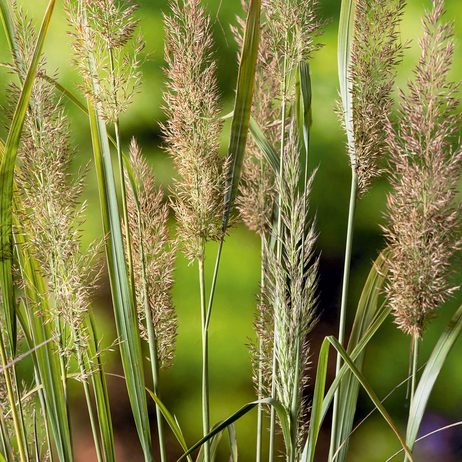 Diamant-Reitgras Lieferform: Im 9 cm Topf