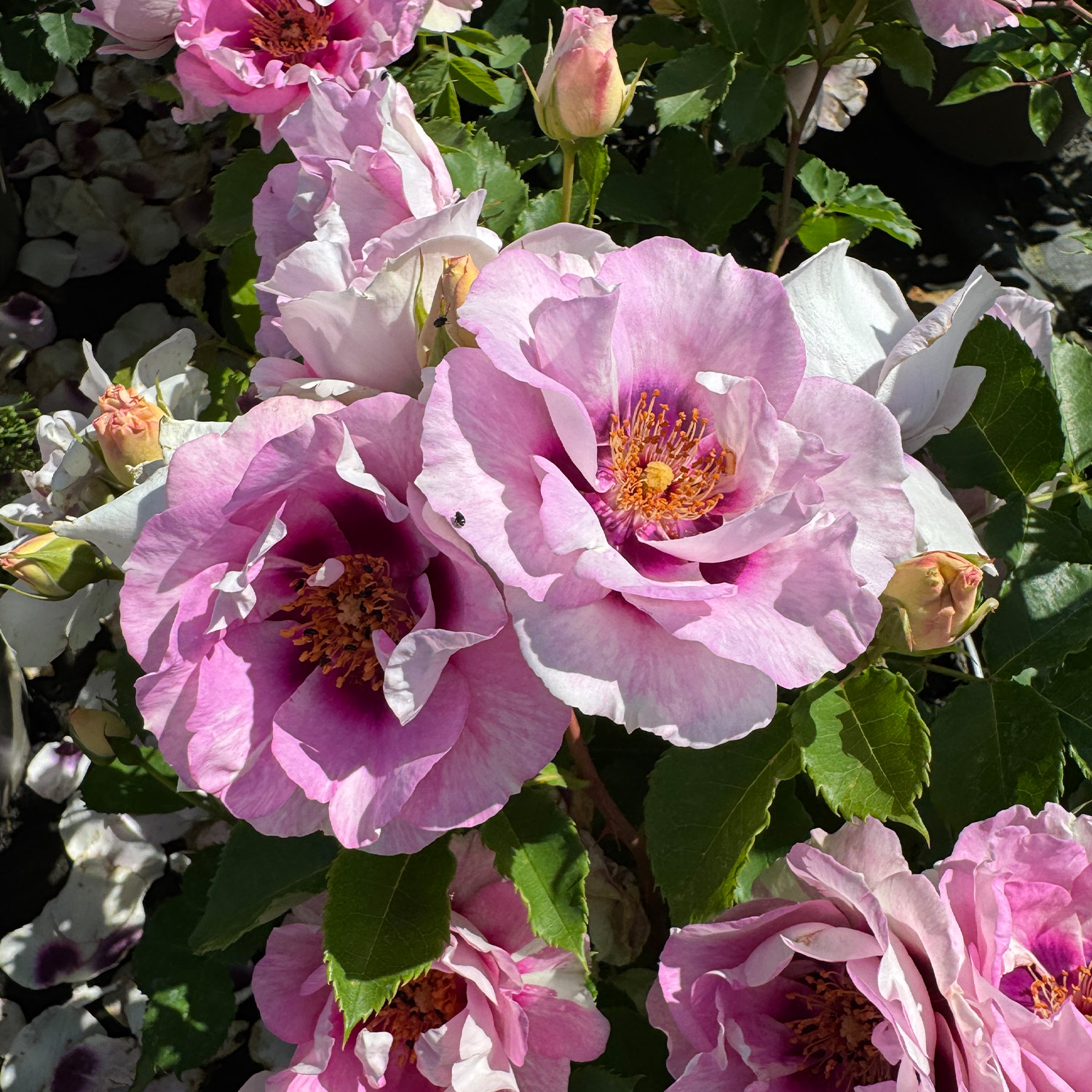 Kategorie <b>Beetrosen </b> - Persische Rose 'Eyes for You®' Lieferform: Im 5 Liter Topf - Rosa persica 'Eyes for You®'