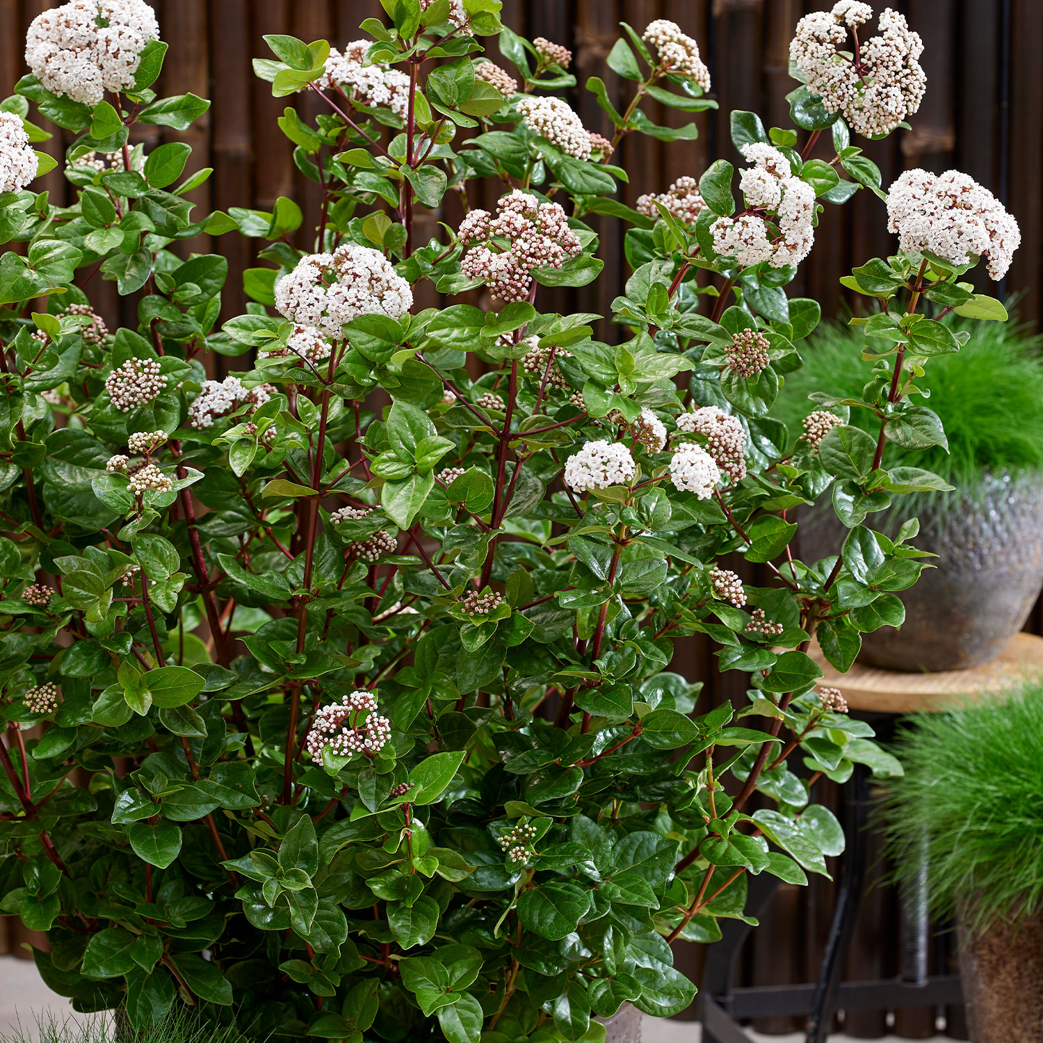 Lorbeer-Schneeball 'Rock 'n Rolla®'