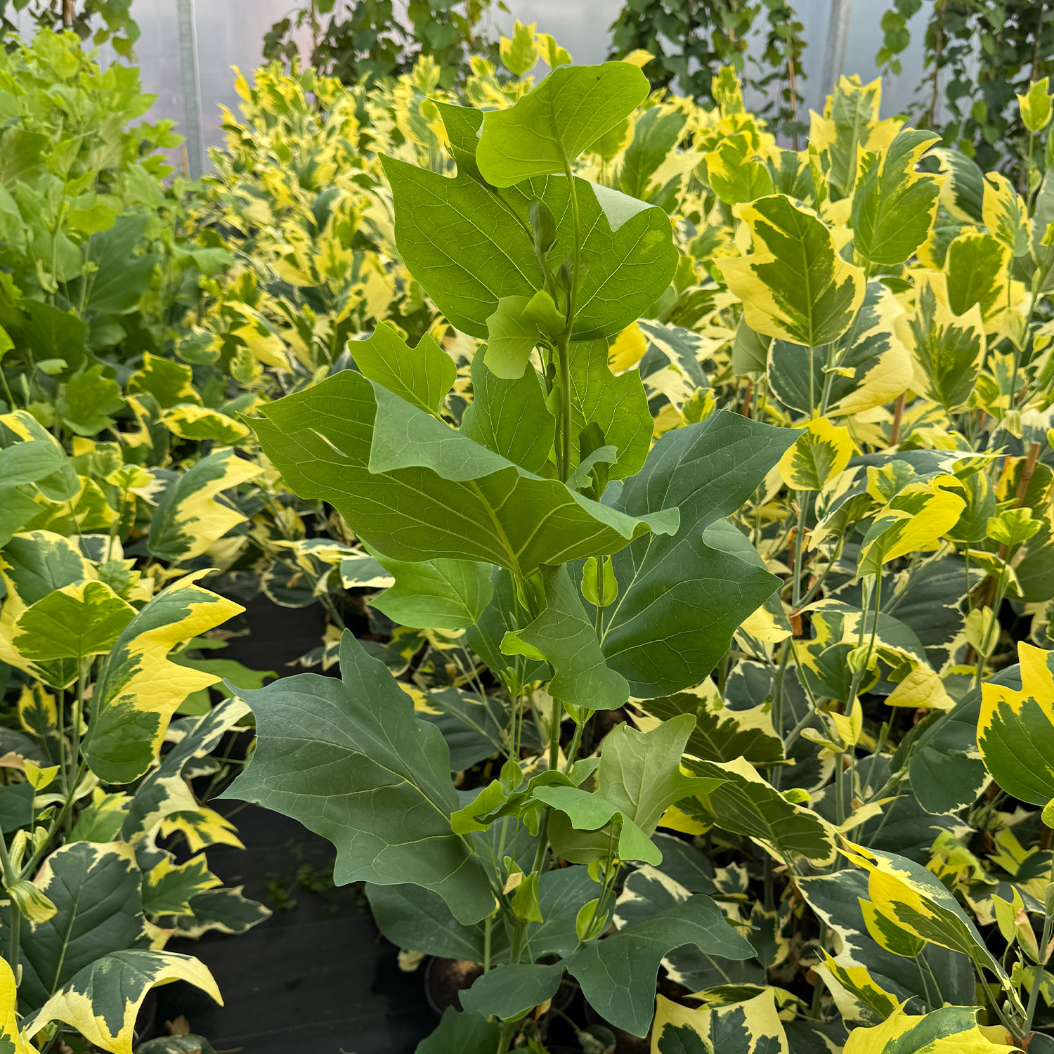 Säulen-Tulpenbaum 'Fastigiatum' Säulen-Tulpenbaum 'Fastigiatum'