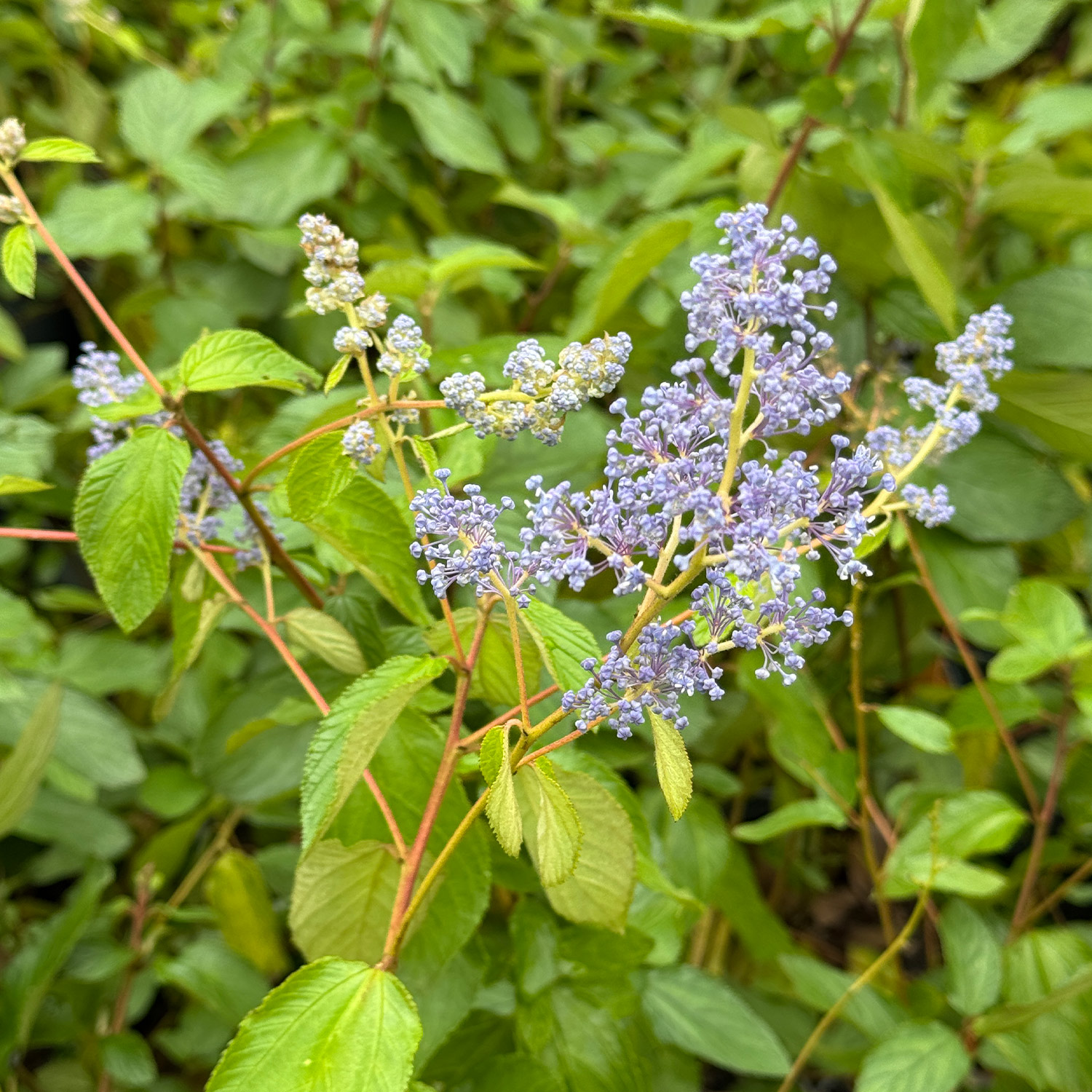 Säckelblume 'Gloire de Versailles'