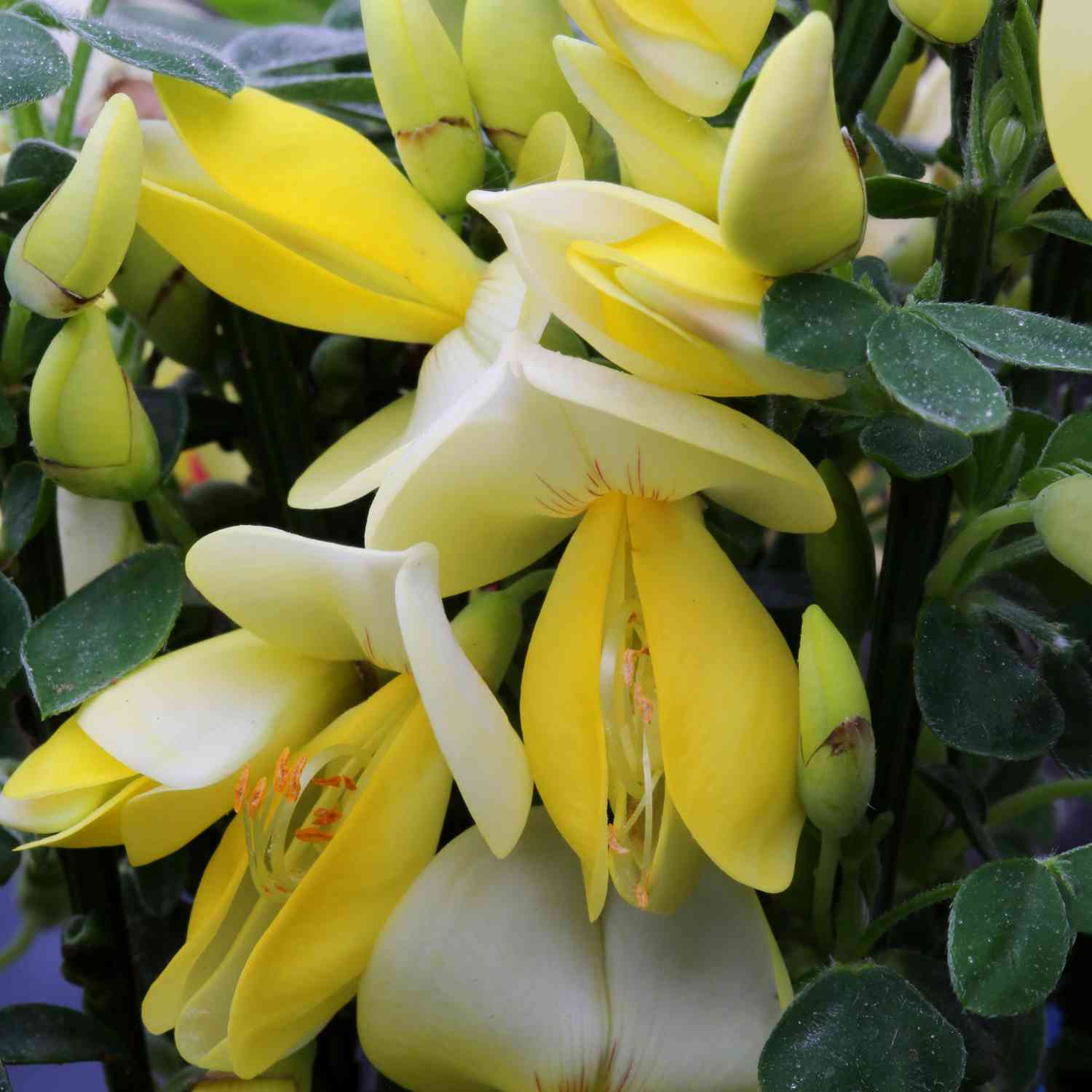 Edelginster 'Luna'