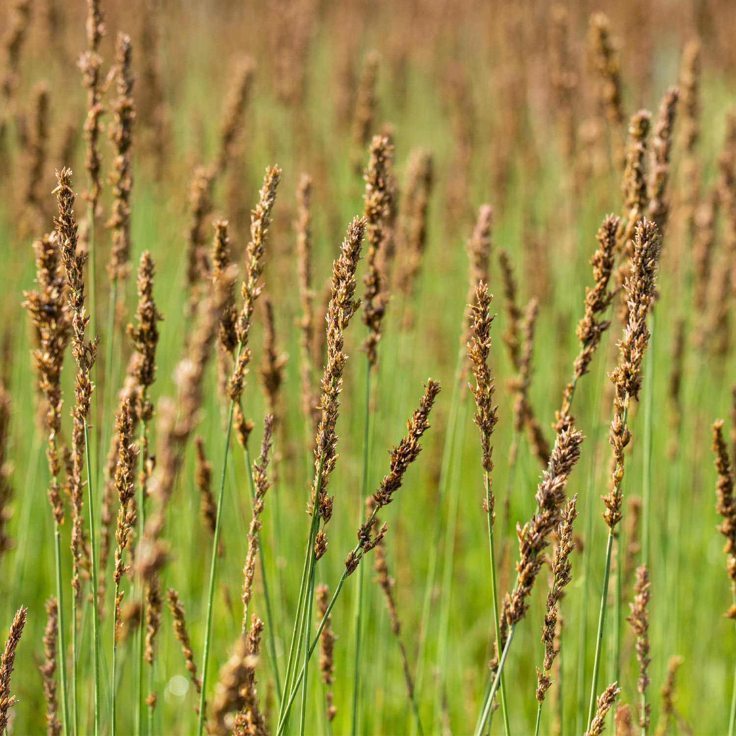 Kleines Pfeifengras 'Moorhexe' Lieferform: Im 9 cm Topf