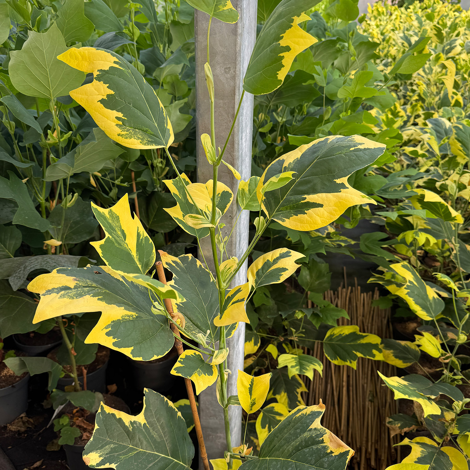 Bunter Tulpenbaum 'Snowbird'