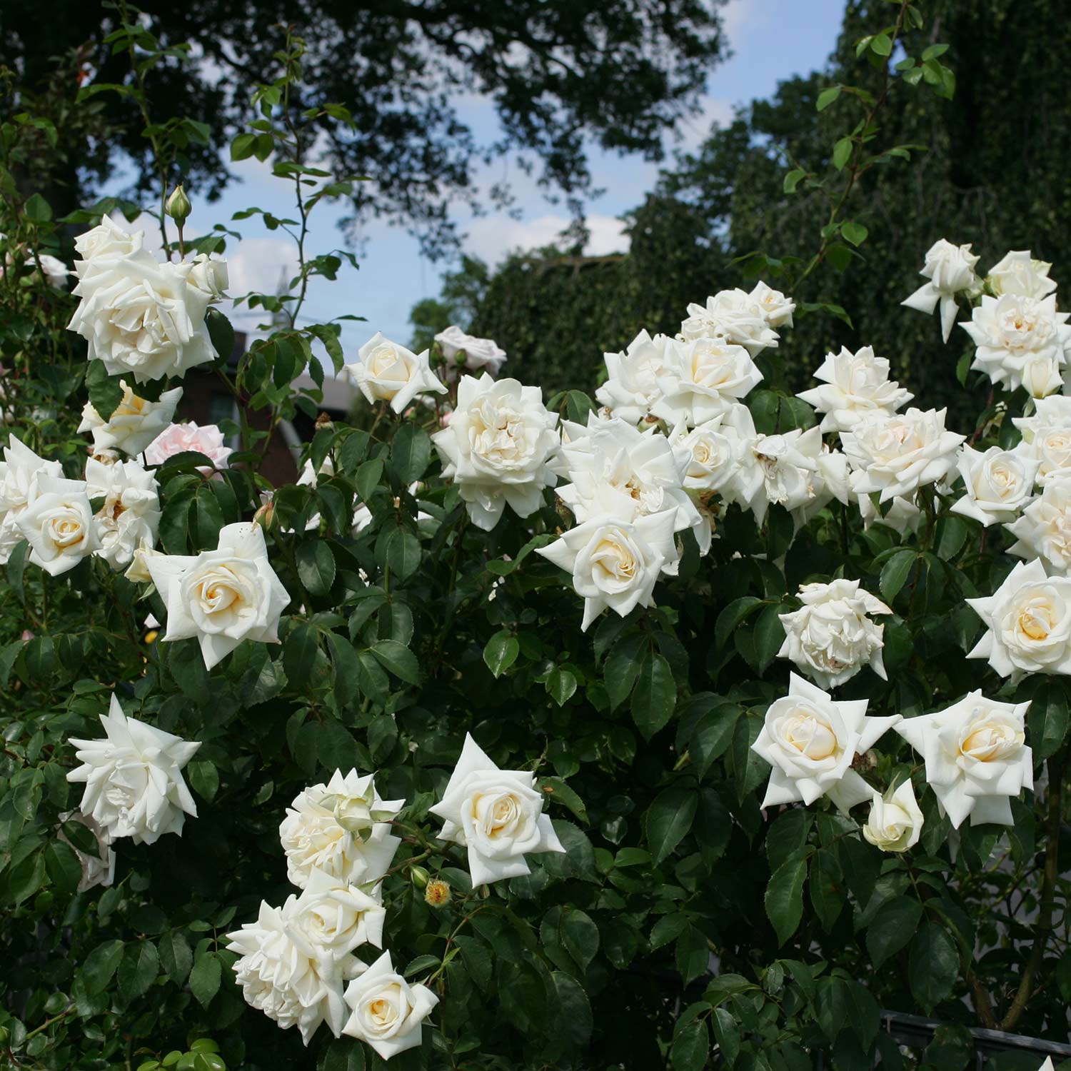Kletterrose 'Ilse Krohn®', 5 Liter, 3 starke Triebe, A-Qualität Liefergröße: 3 starke Triebe, A-Qualität