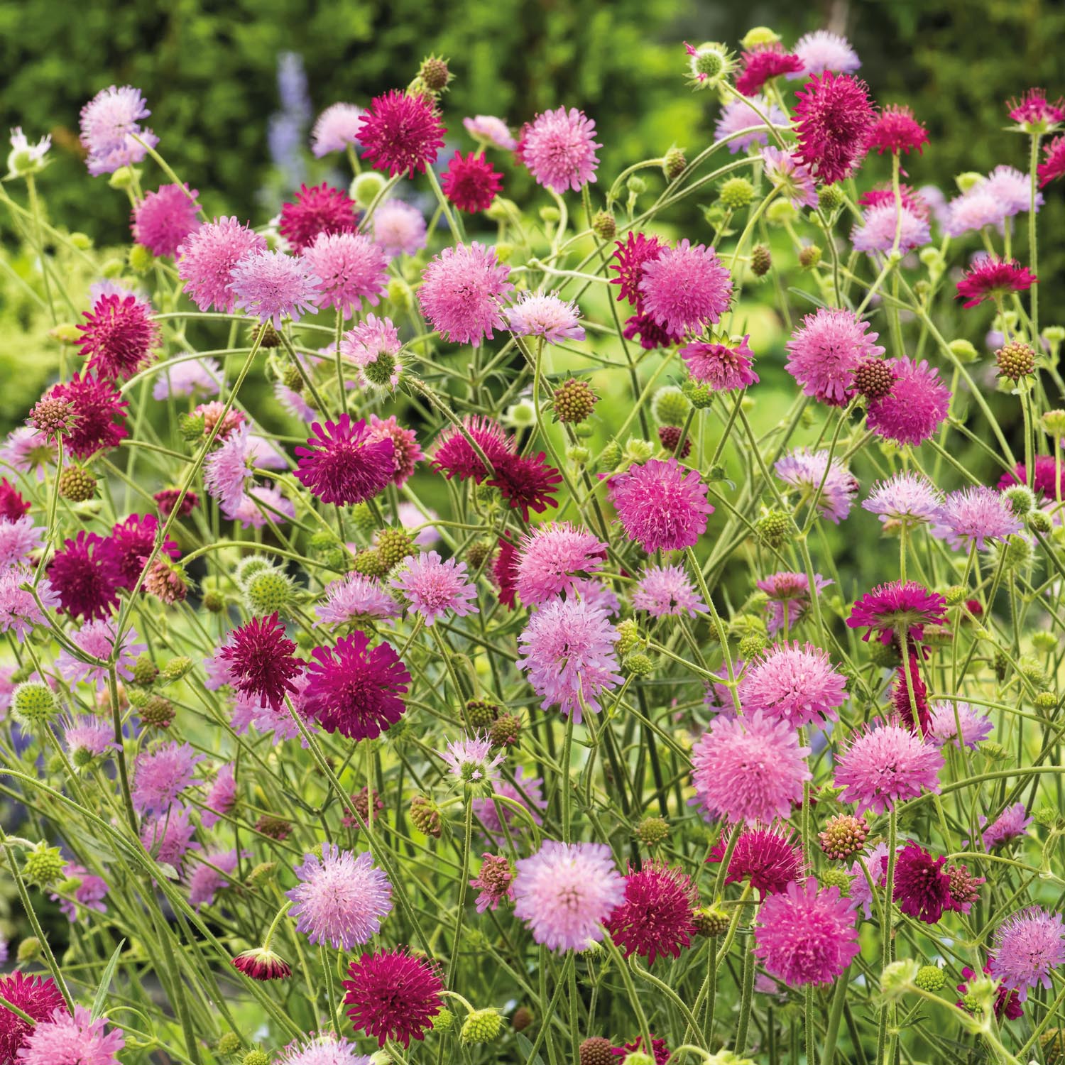 Kategorie <b>Stauden </b> - Mazedonische Witwenblume 'Melton Pastels' Lieferform: Im 9 cm Topf - Knautia macedonica 'Melton Pastels'