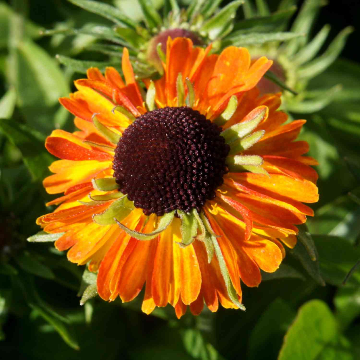 Sonnenbraut 'Short'n Sassy' Sonnenbraut 'Short'n Sassy'