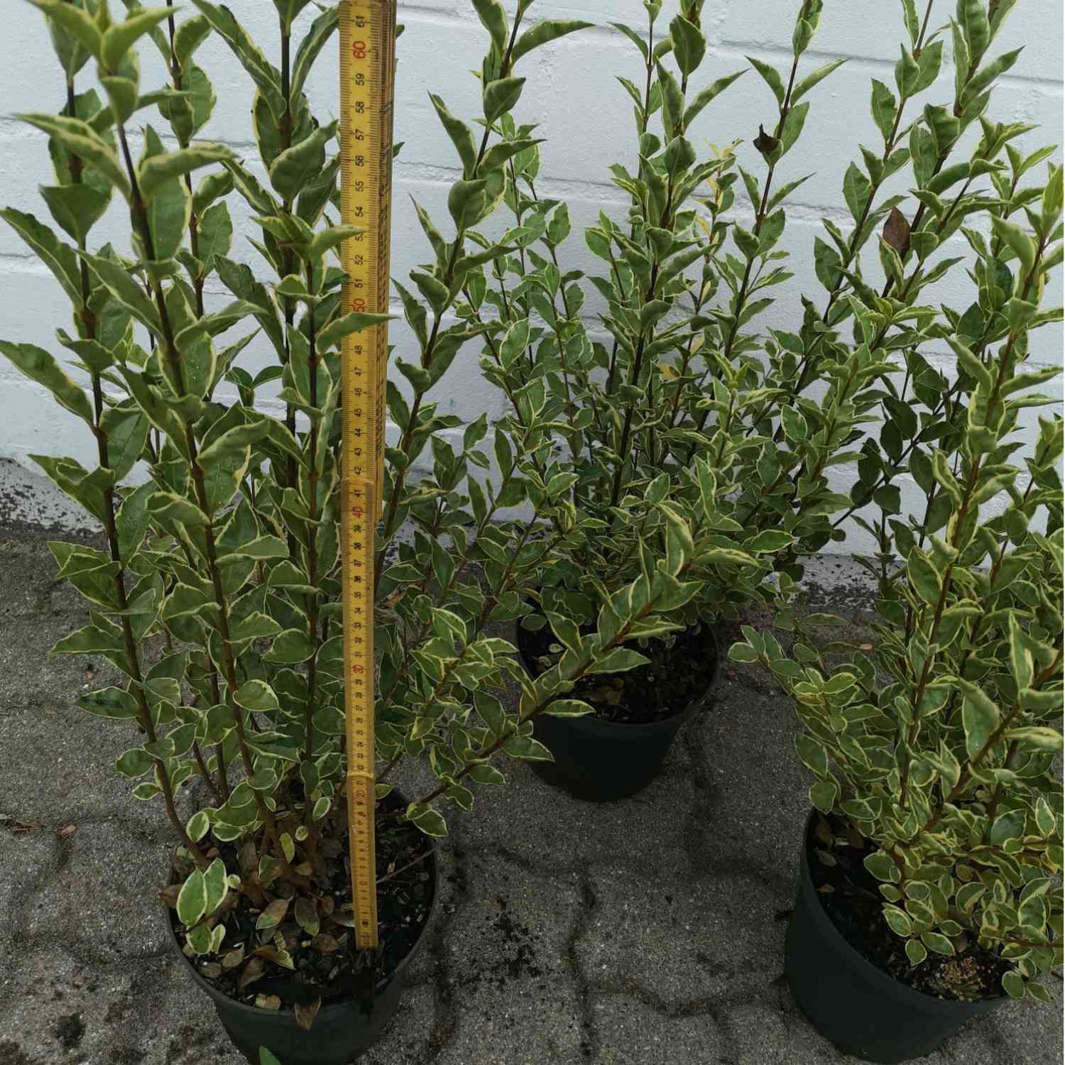 Weißgerandeter Liguster 'Argenteum'