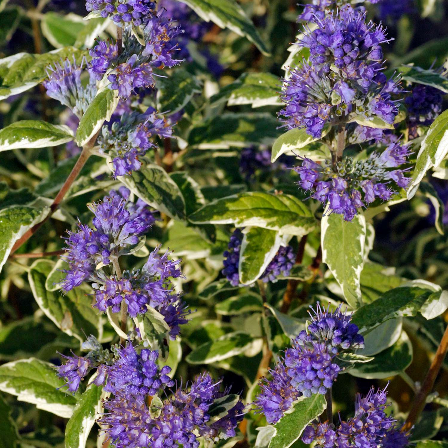 Bartblume 'Blue Dune'
