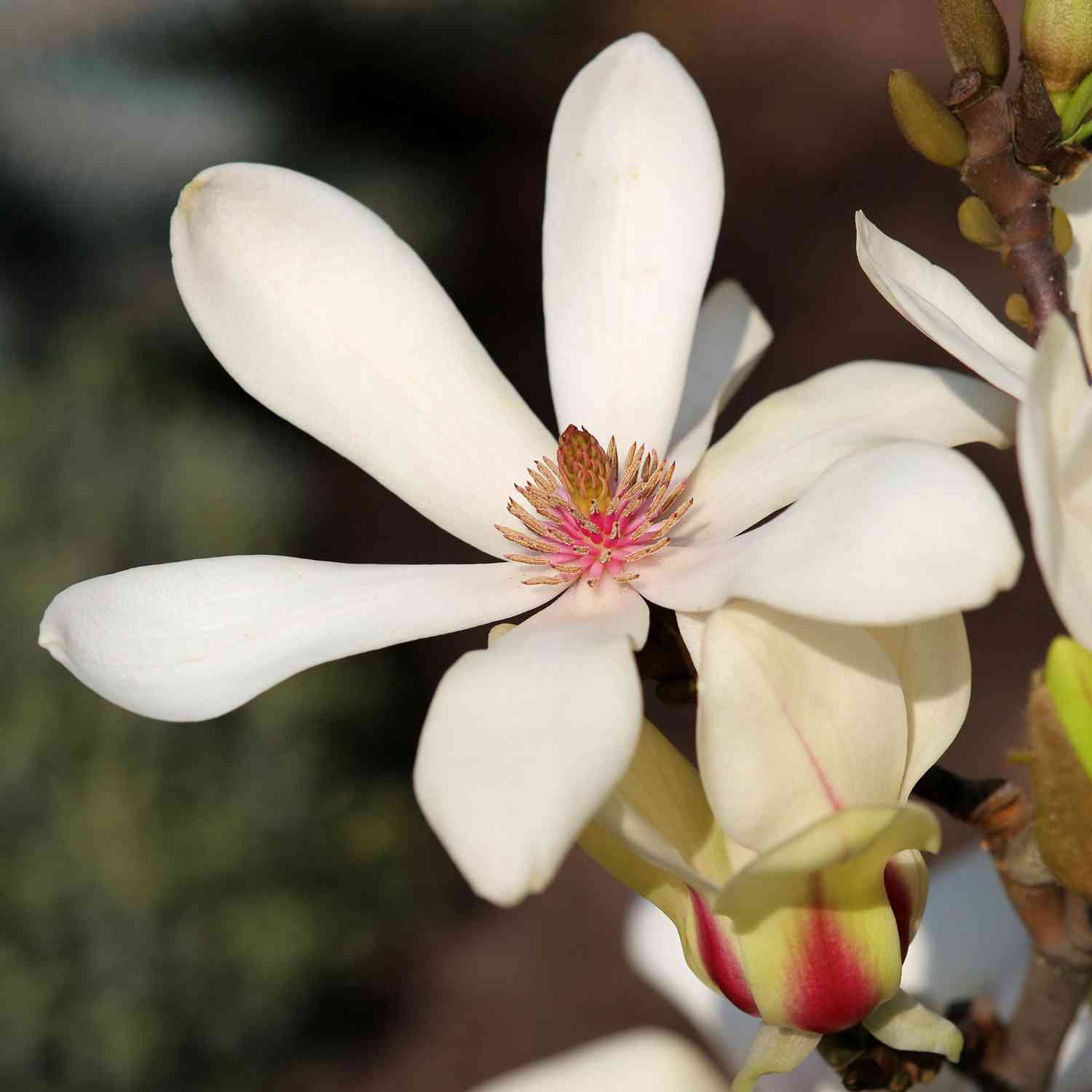 Magnolie 'Sunrise®'