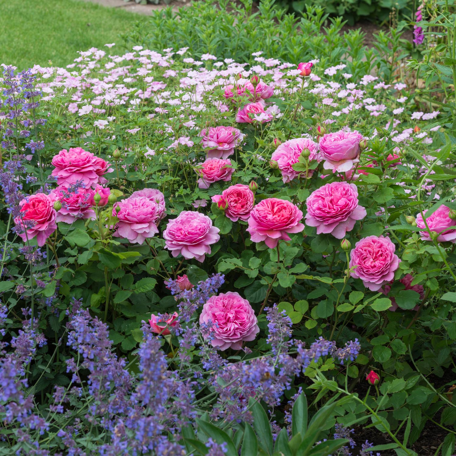 David Austin-Rose 'Princess Alexandra of Kent®'