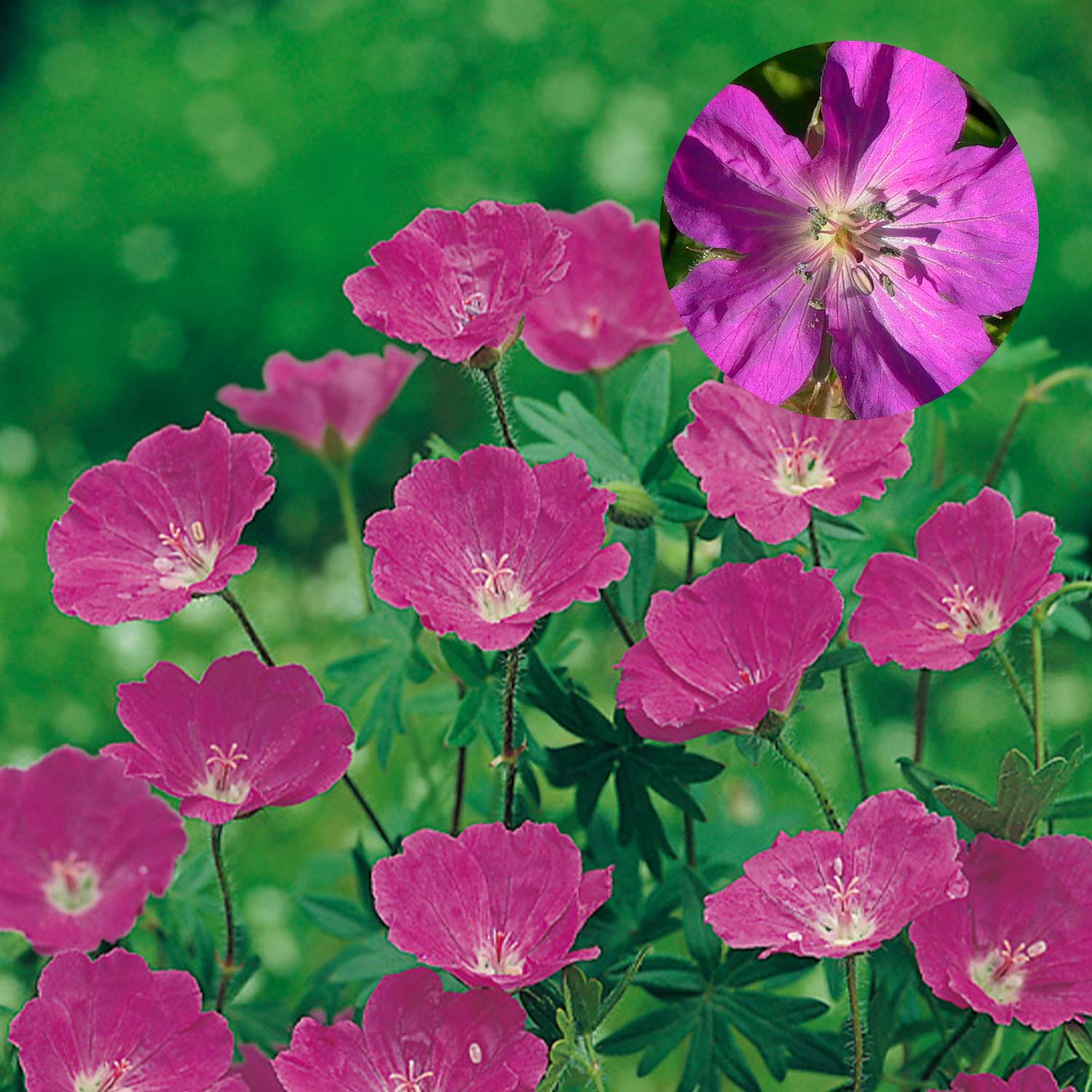 Kategorie <b>Produkt nicht gewünscht </b> - Blutroter Storchschnabel Lieferform: Im 9 cm Topf - Geranium sanguineum