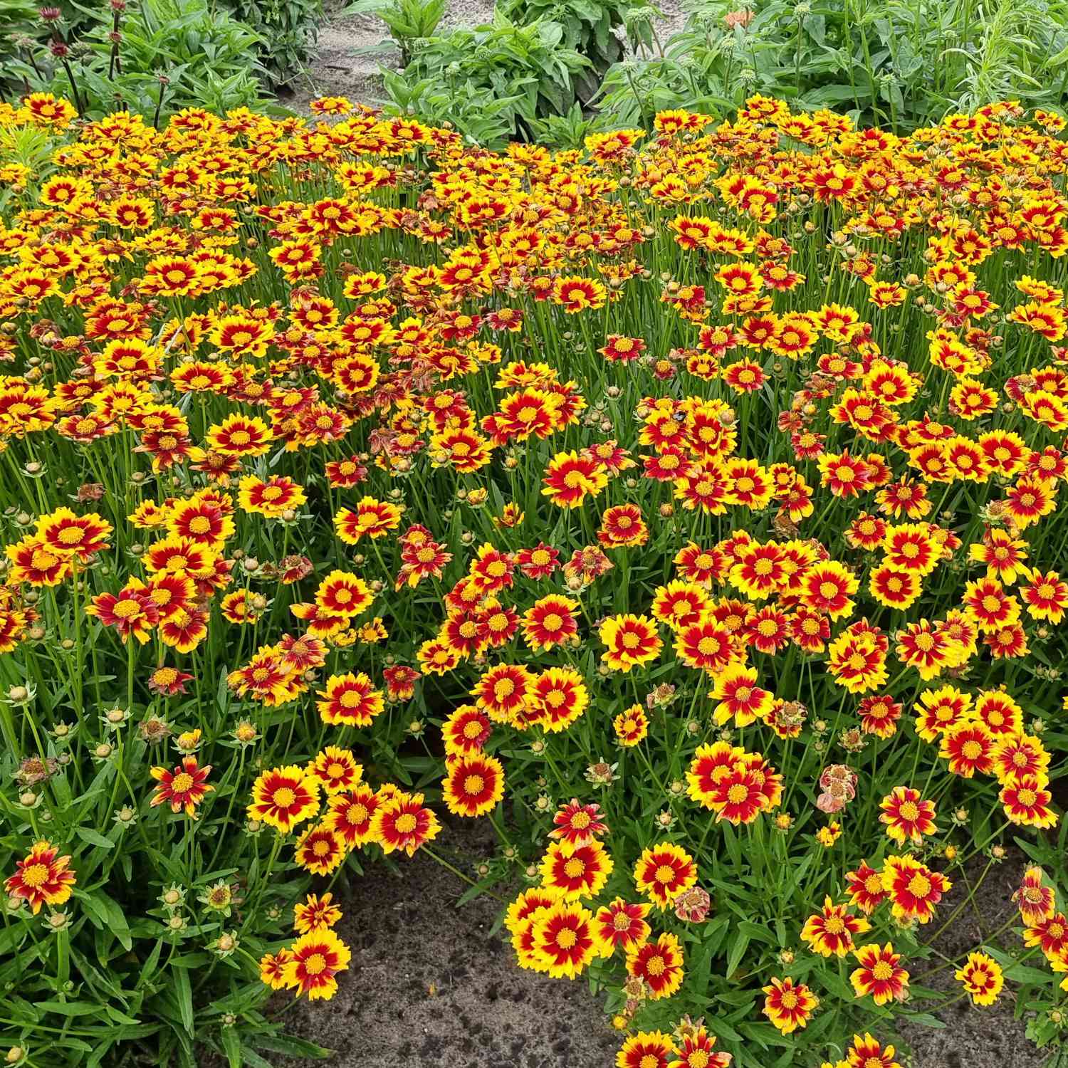 Großblumiges Mädchenauge 'Solar Jewel'