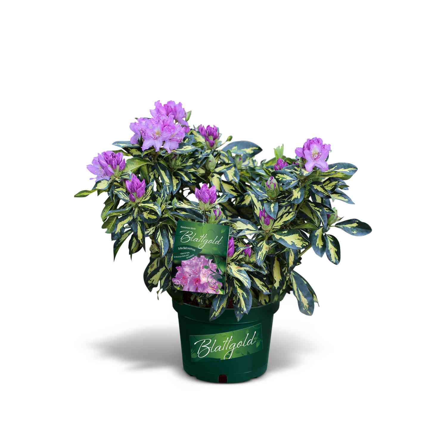 Rhododendron 'Blattgold'