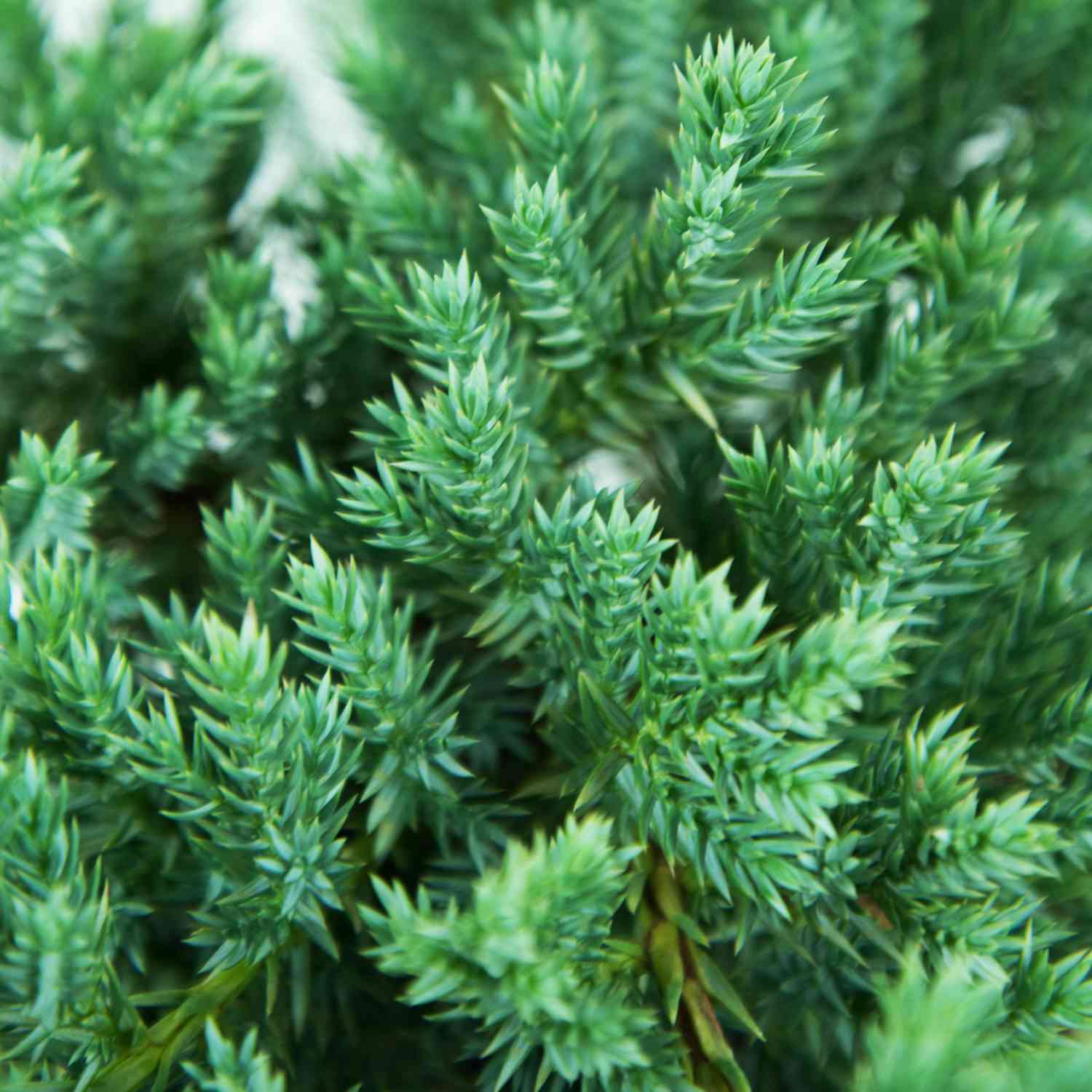 Blauer Kriechwacholder 'Blue Carpet'