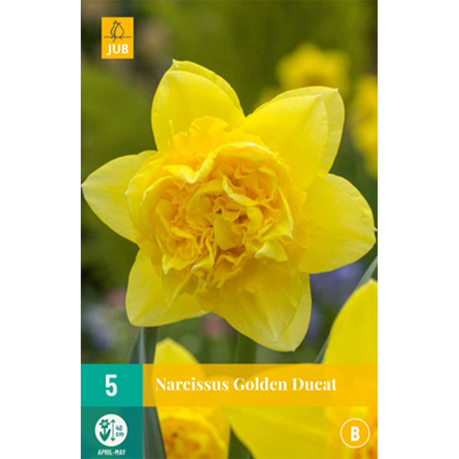 Kategorie <b>Produkt ohne Kategoriezuordnung </b> - Gefüllte-Narzisse 'Golden Ducat' - 5 Stück Liefergröße: Zwiebelgröße 12/14 - Narcissus 'Golden Ducat'