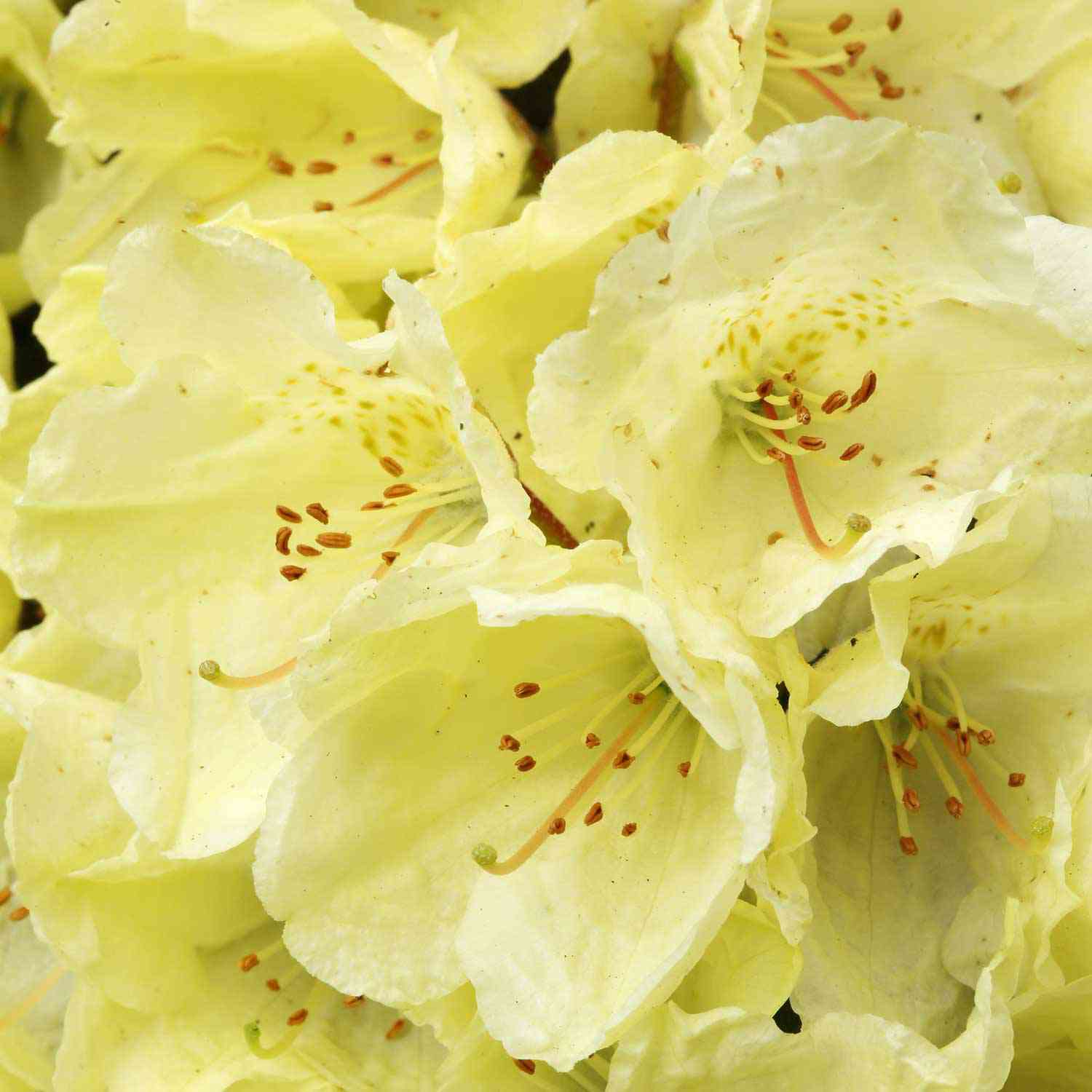 Zwerg-Rhododendron 'Wren'
