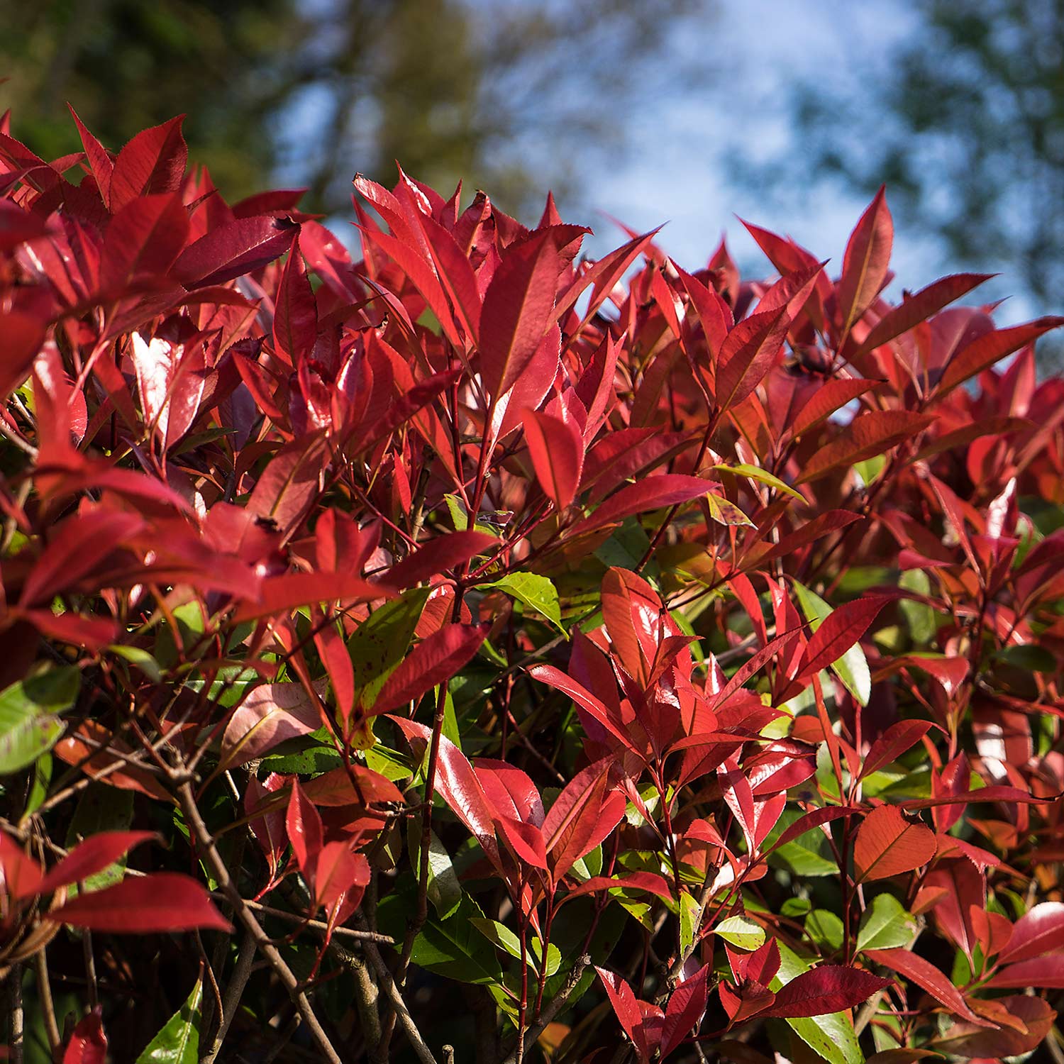 Rote Glanzmispel 'Devil's Dream®' Rote Glanzmispel 'Devil's Dream®'