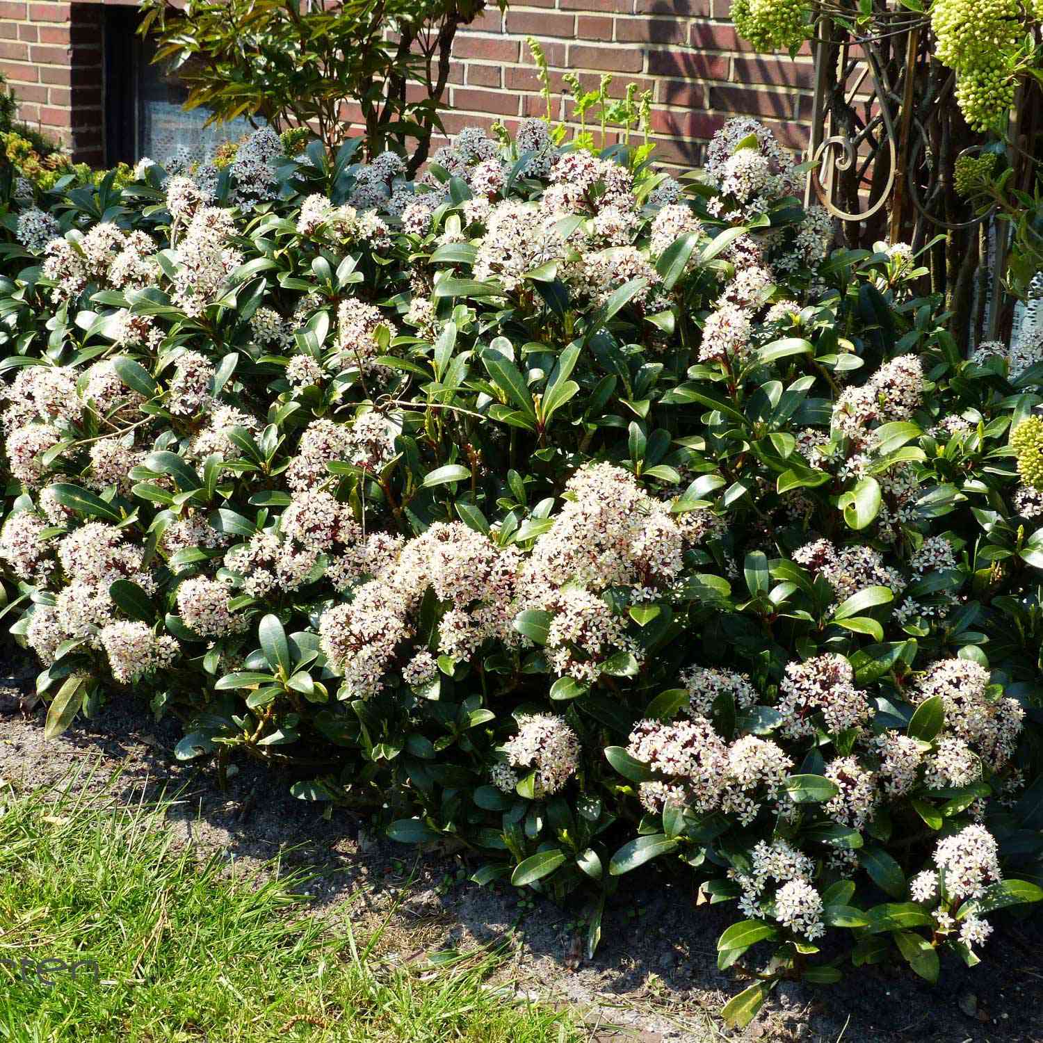 Blütenskimmie 'Rubella'
