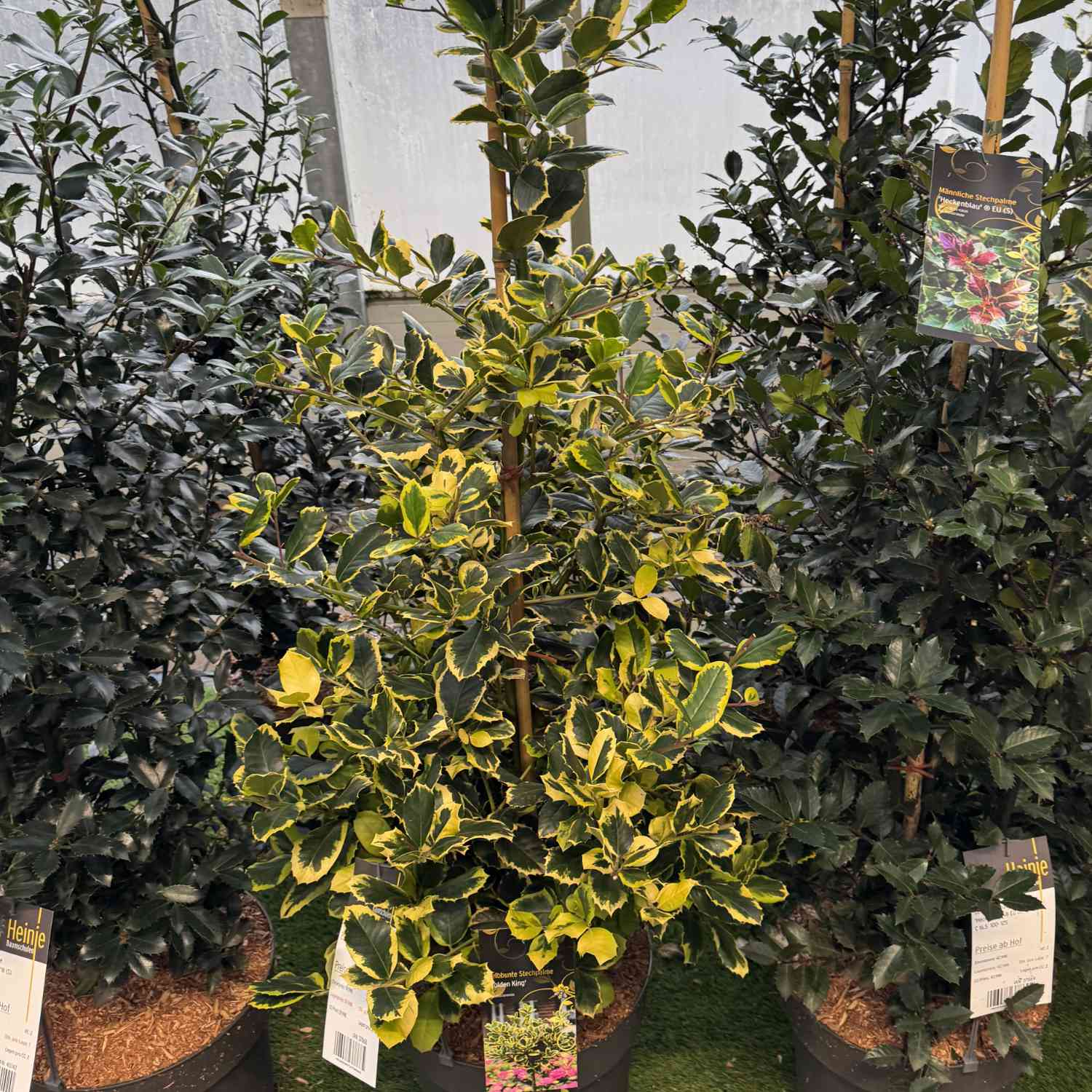 Gelbbunte Stechpalme 'Golden King'