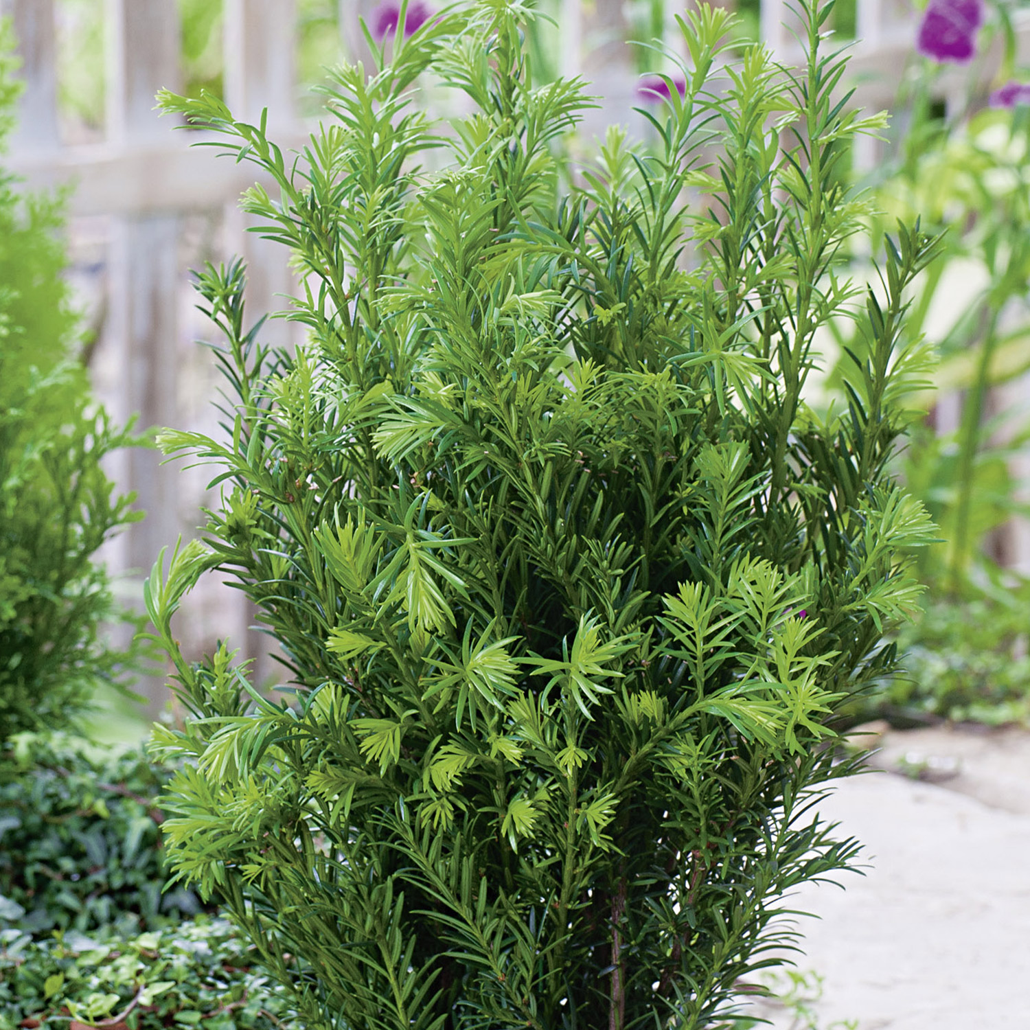 Eibe 'Groenland'