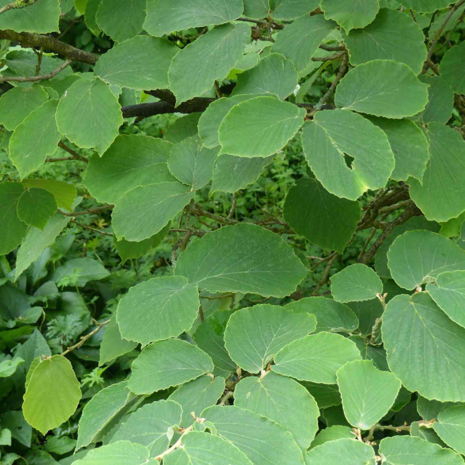 Zaubernuss 'Westerstede'