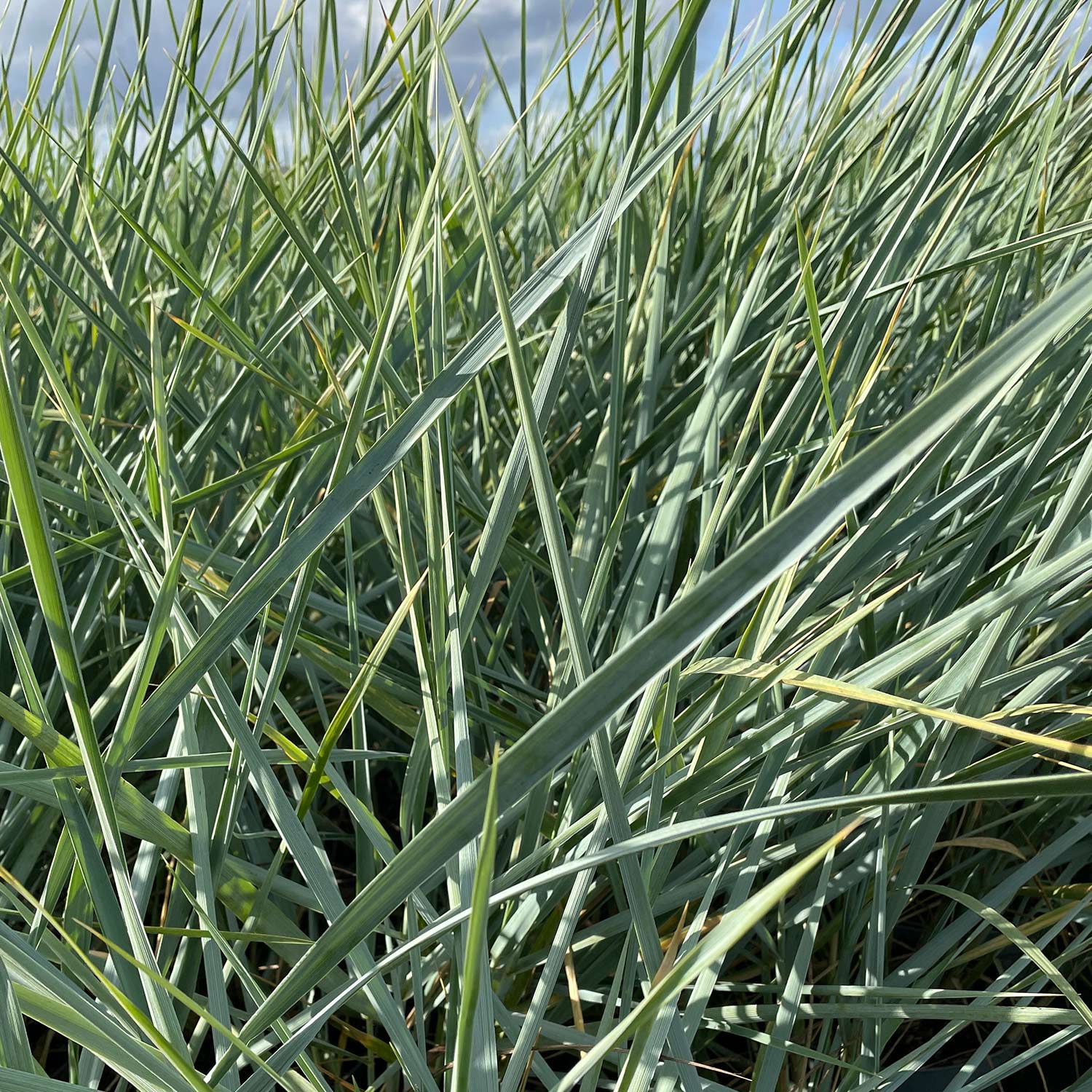 Strandroggen 'Blue Dune' Lieferform: Im 3 Liter Topf