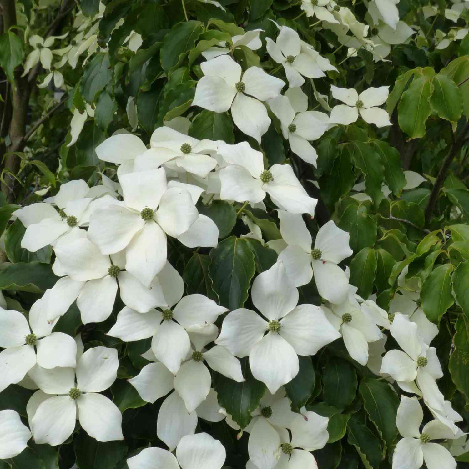 Blumenhartriegel 'Teutonia'