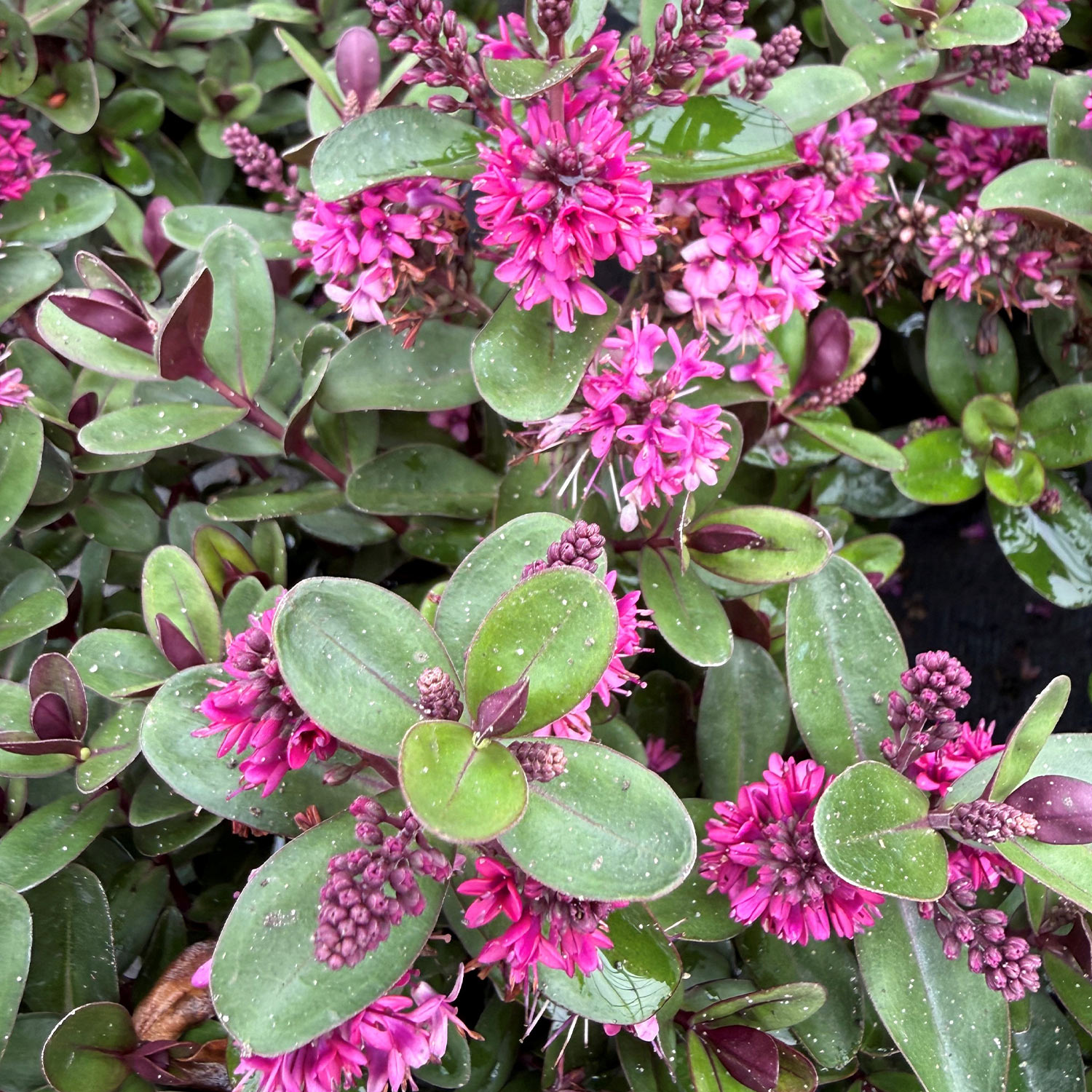 Strauchveronika 'All Blooms® Aurora'