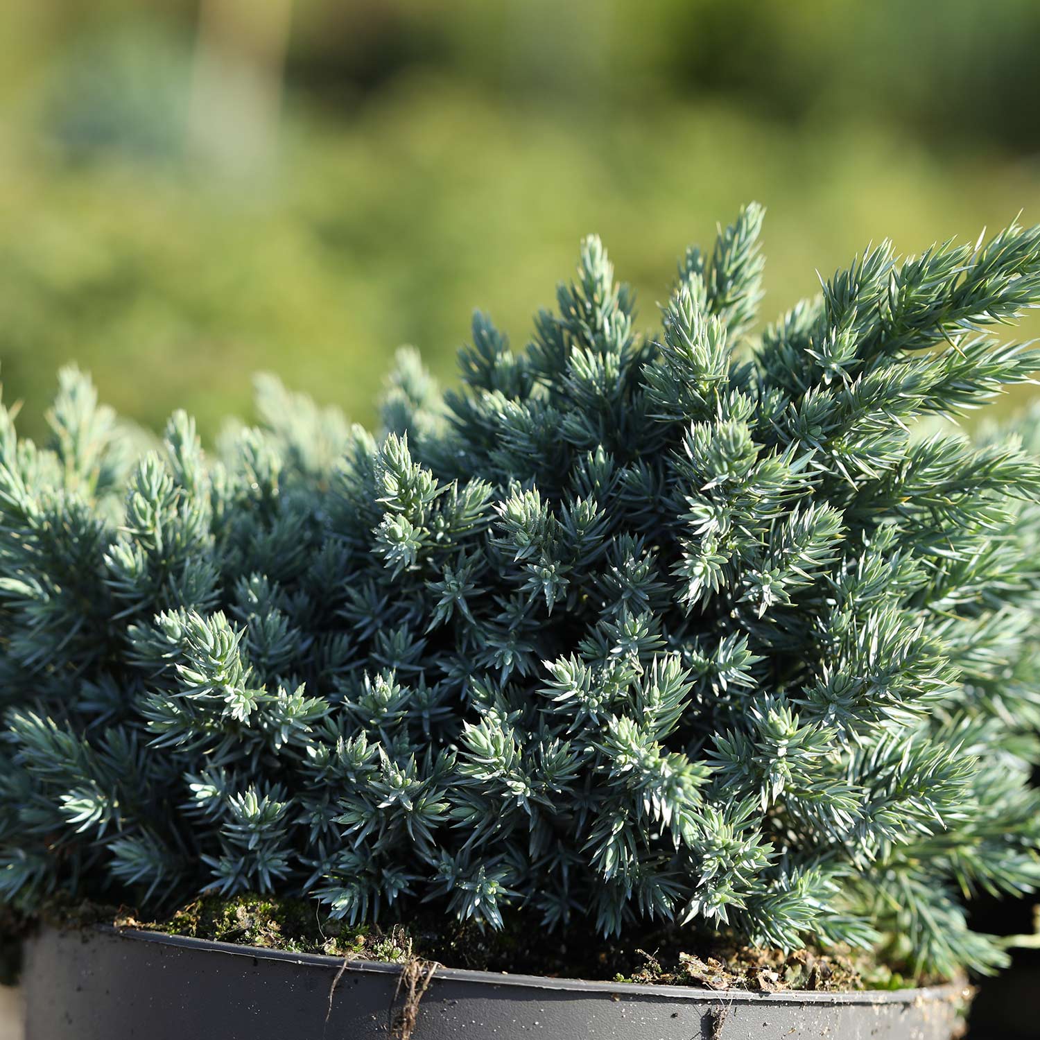 Blauer Zwerg-Wacholder 'Blue Star' 2 Liter Container, 15 - 20 cm Liefergröße: 15 - 20 cm