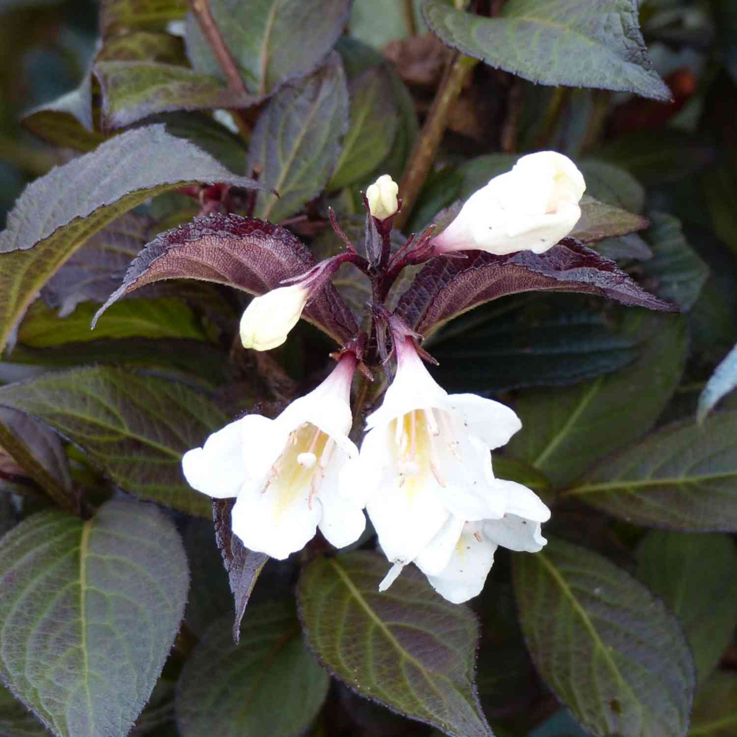 Weigelie 'Ebony & Ivory'