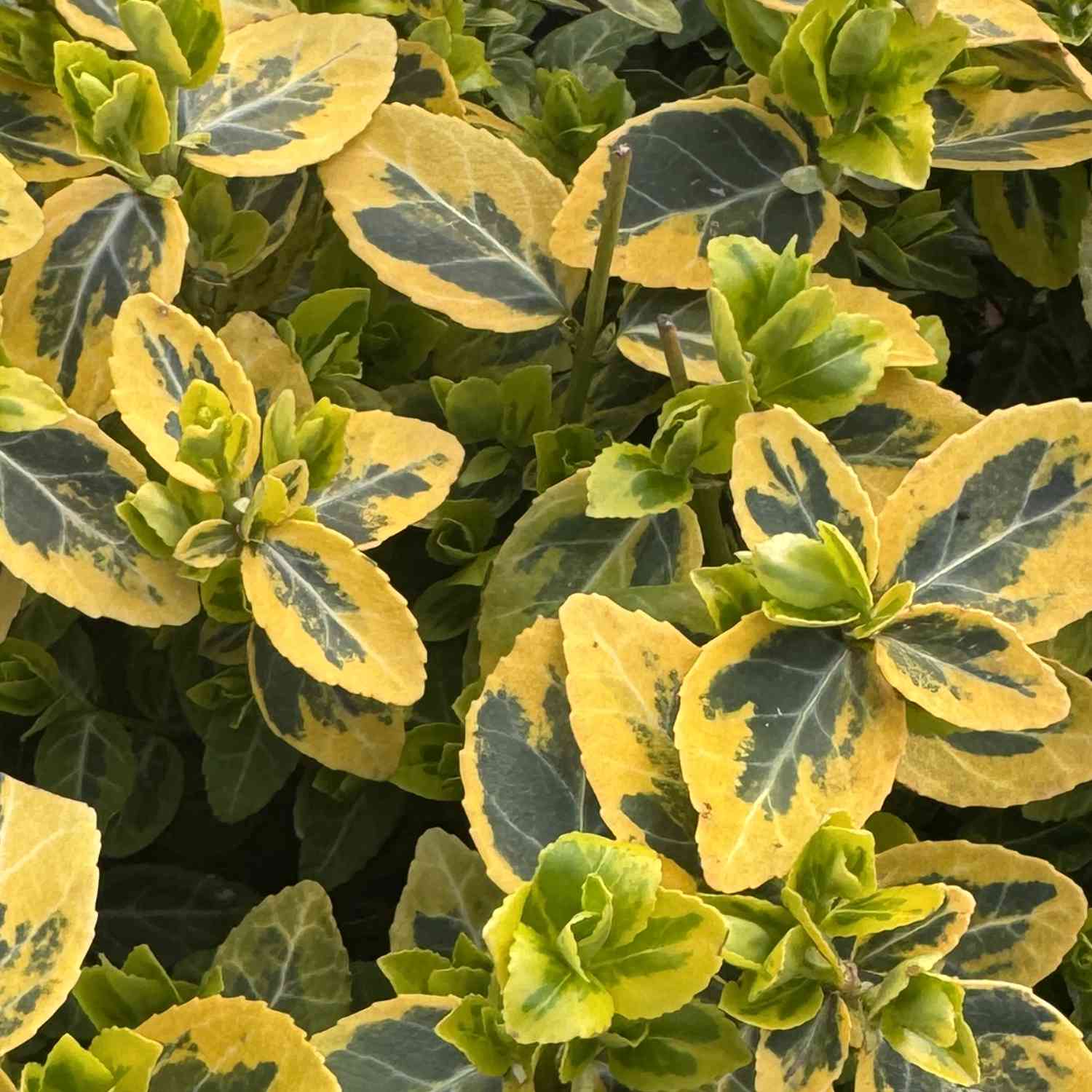 Kriechspindel 'Emerald'n Gold'