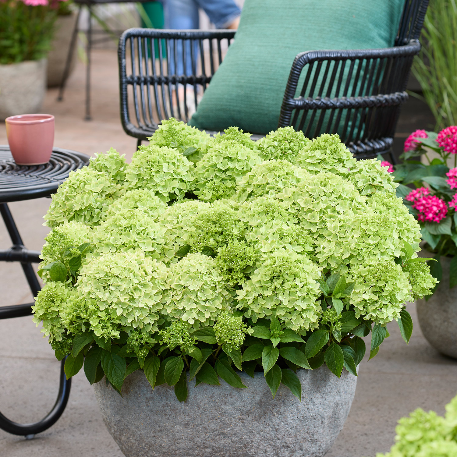 Zwerg-Rispenhortensie 'Groundbreaker® Ruby'