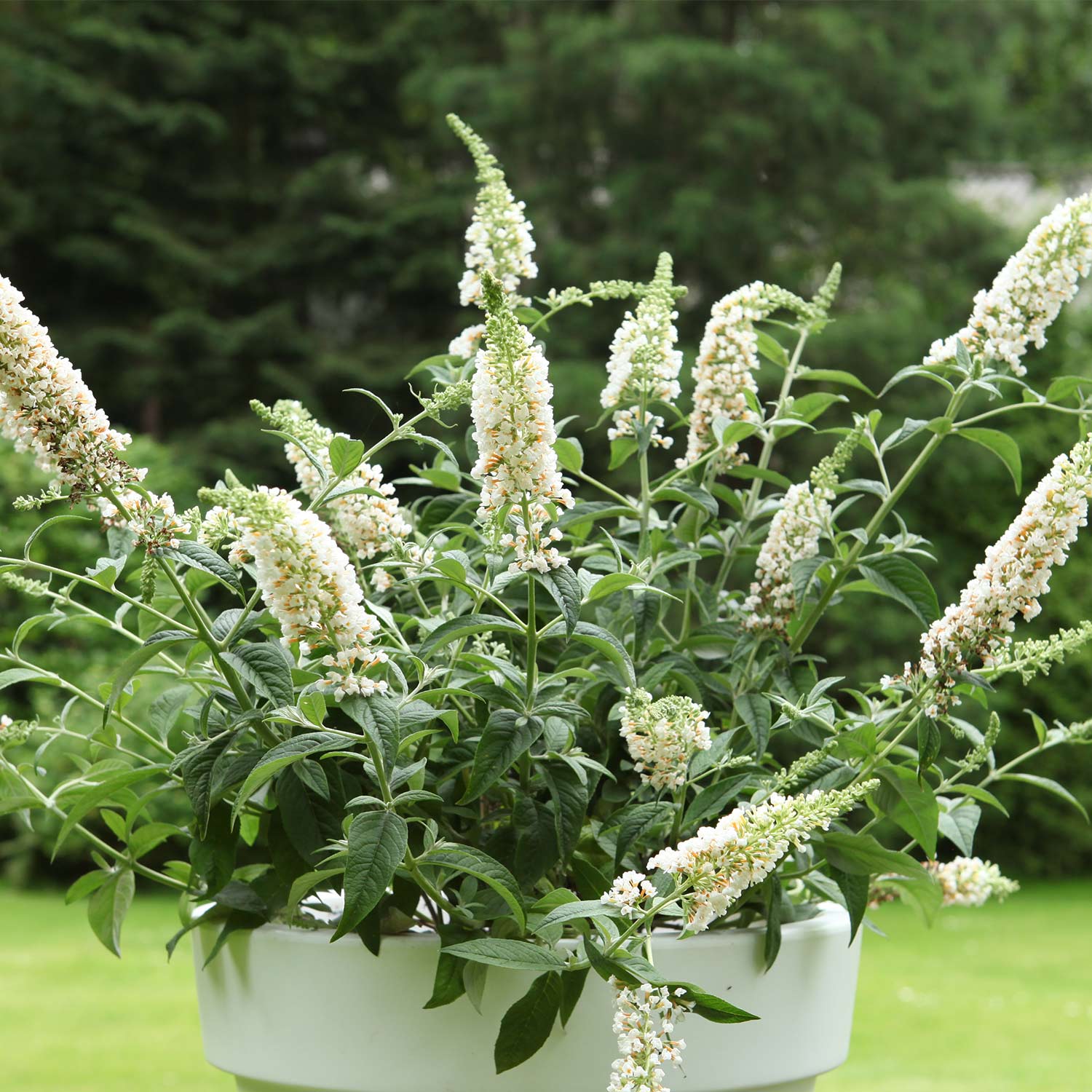 Zwerg-Sommerflieder 'White Chip®' Lieferform: Im 3 Liter Topf