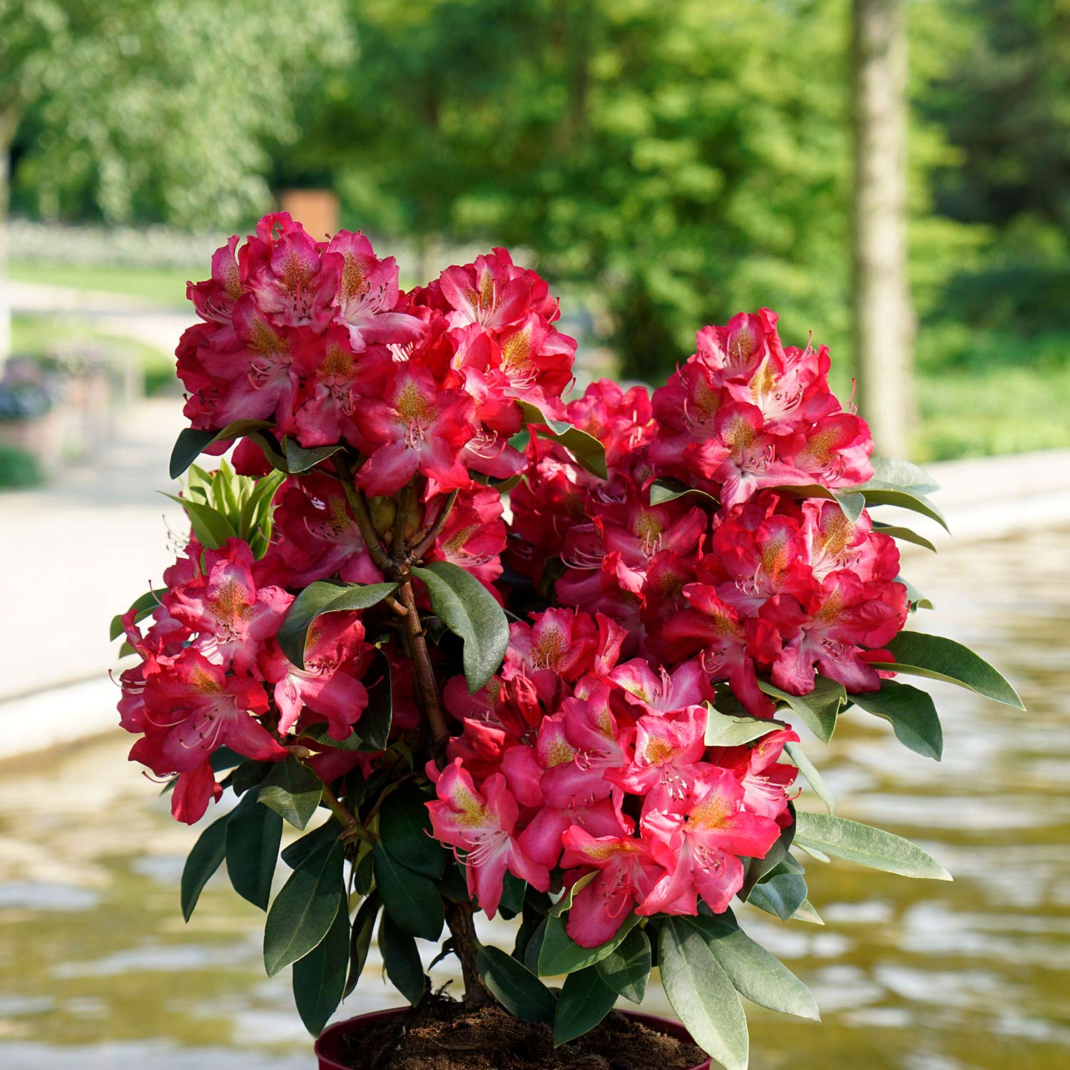 Rhododendron 'Junifeuer' - Easydendron® Liefergröße: 30 - 40 cm
