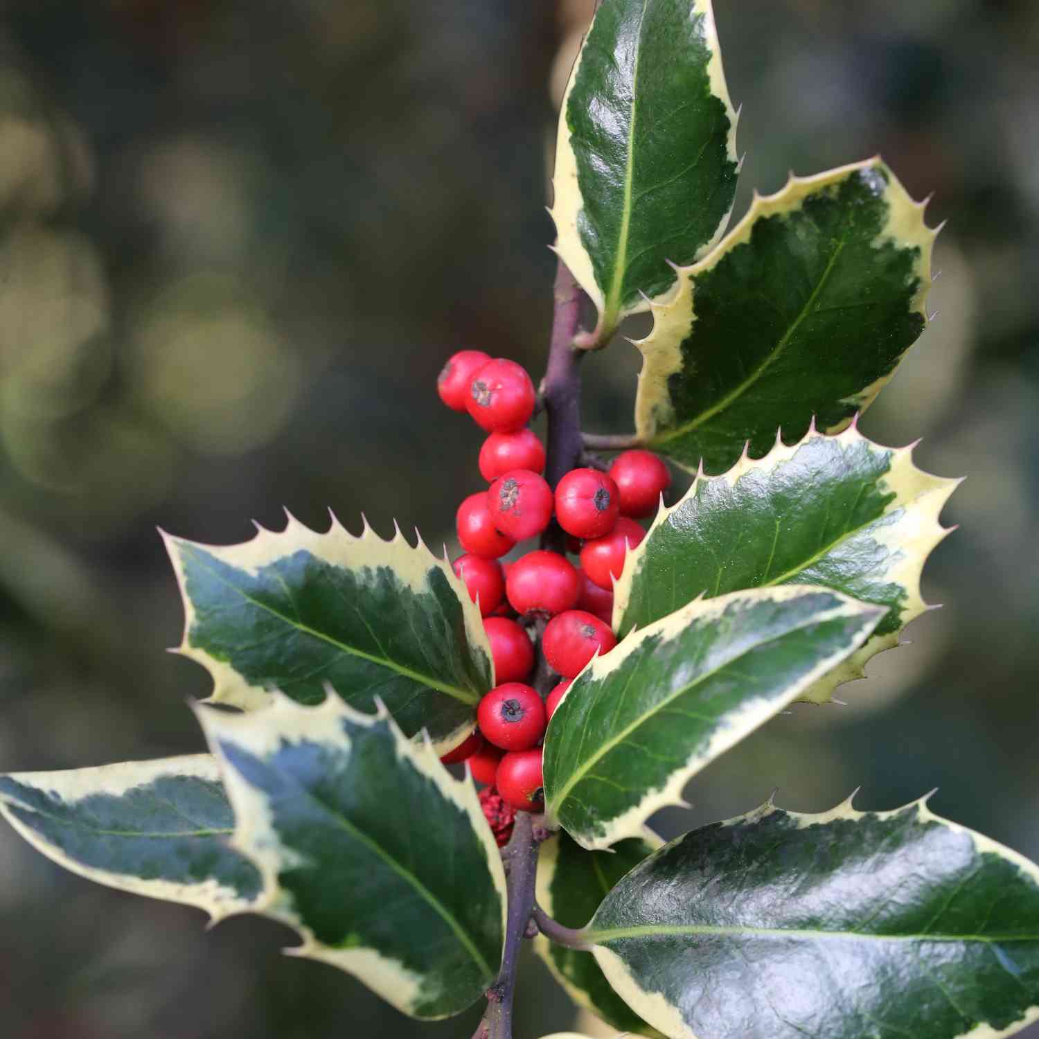 Weißbunte Stechpalme 'Argentea Marginata'