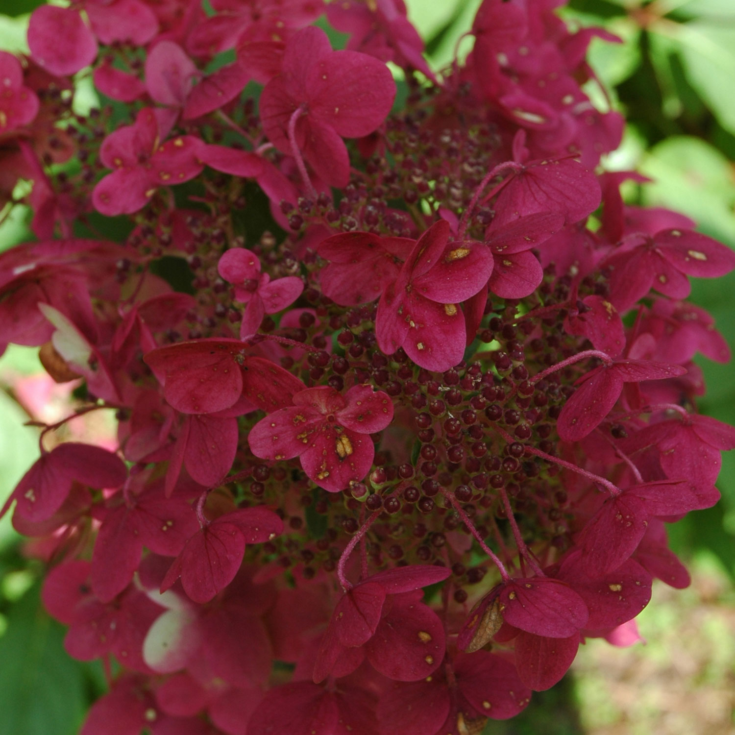 Rispenhortensie 'Wim's Red®' Rispenhortensie 'Wim's Red®'