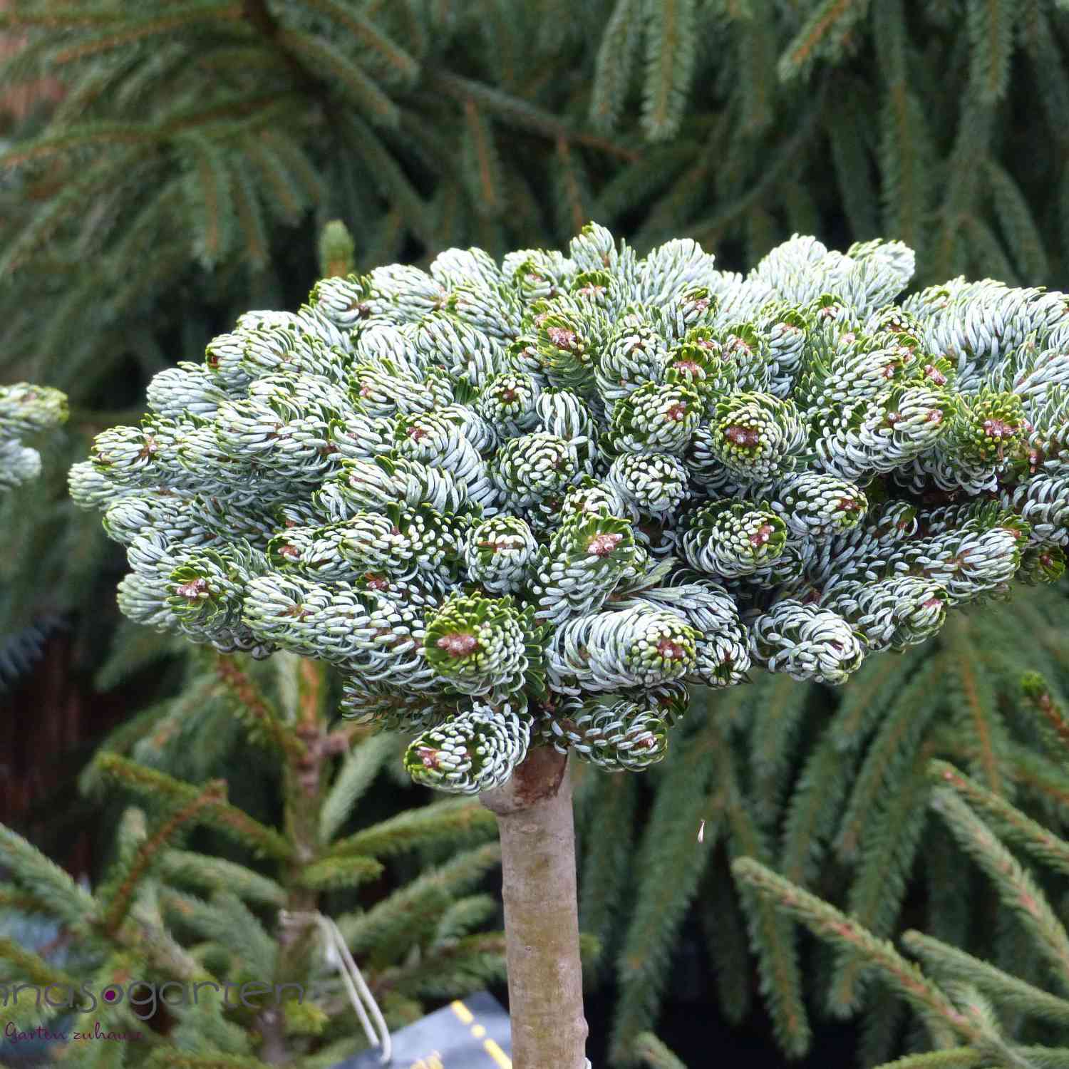 Eissilberne Zwerg-Lockentanne 'Kohout's Icebreaker®' -  Koreatanne Eissilberne Zwerg-Lockentanne 'Kohout's Icebreaker®' -  Koreatanne