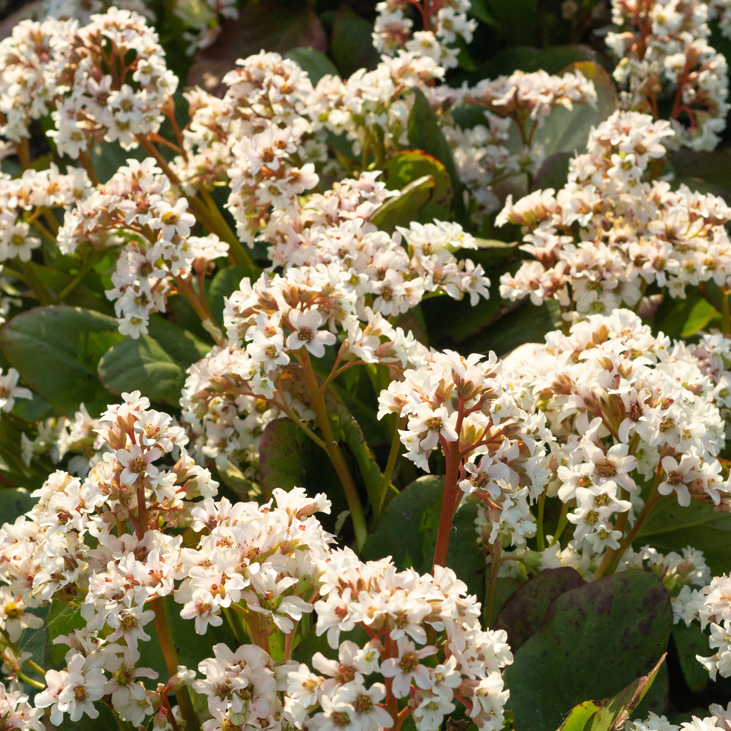 Bergenie 'Bressingham White' Lieferform: Im 9 cm Topf