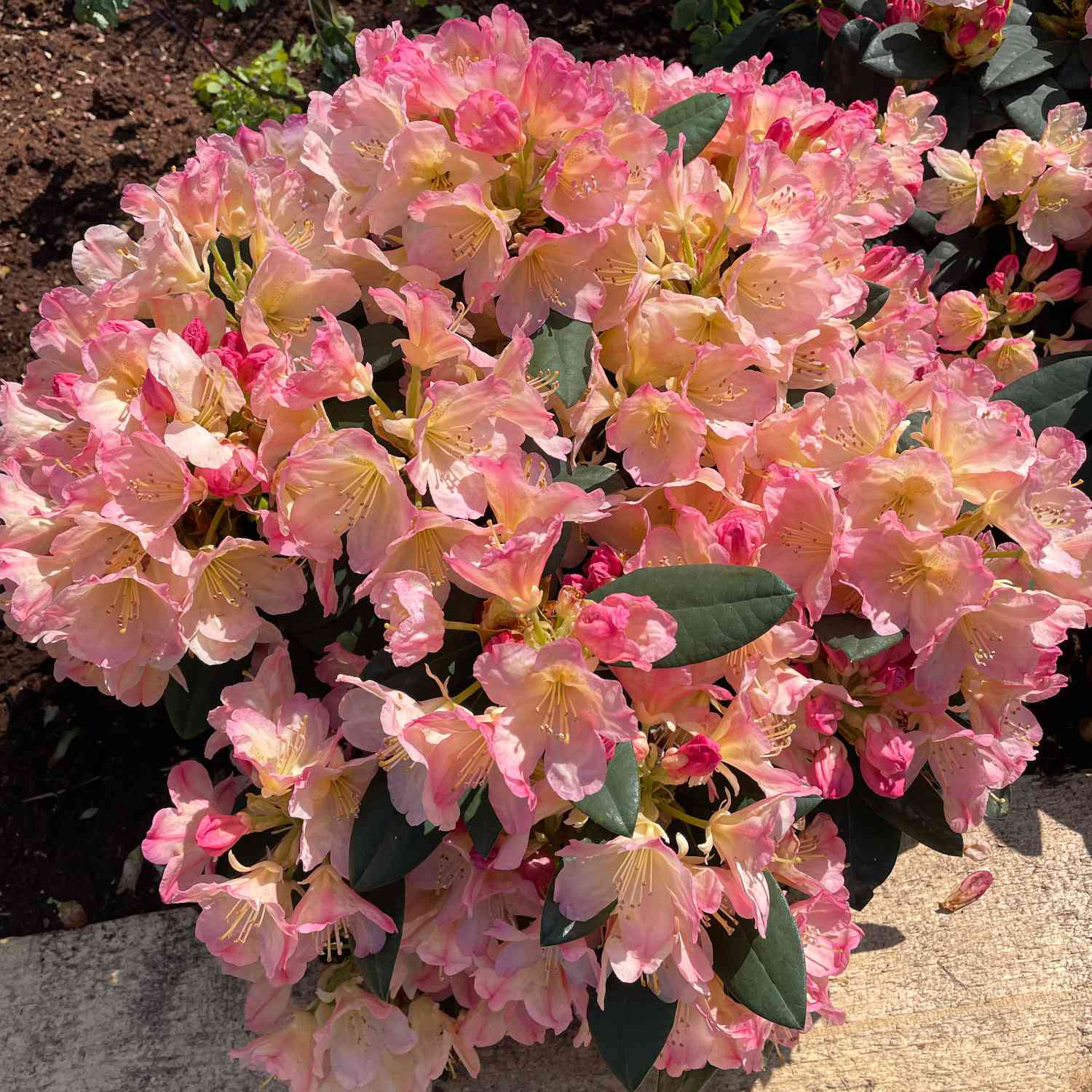 Rhododendron 'Brasilia®' Rhododendron 'Brasilia®'