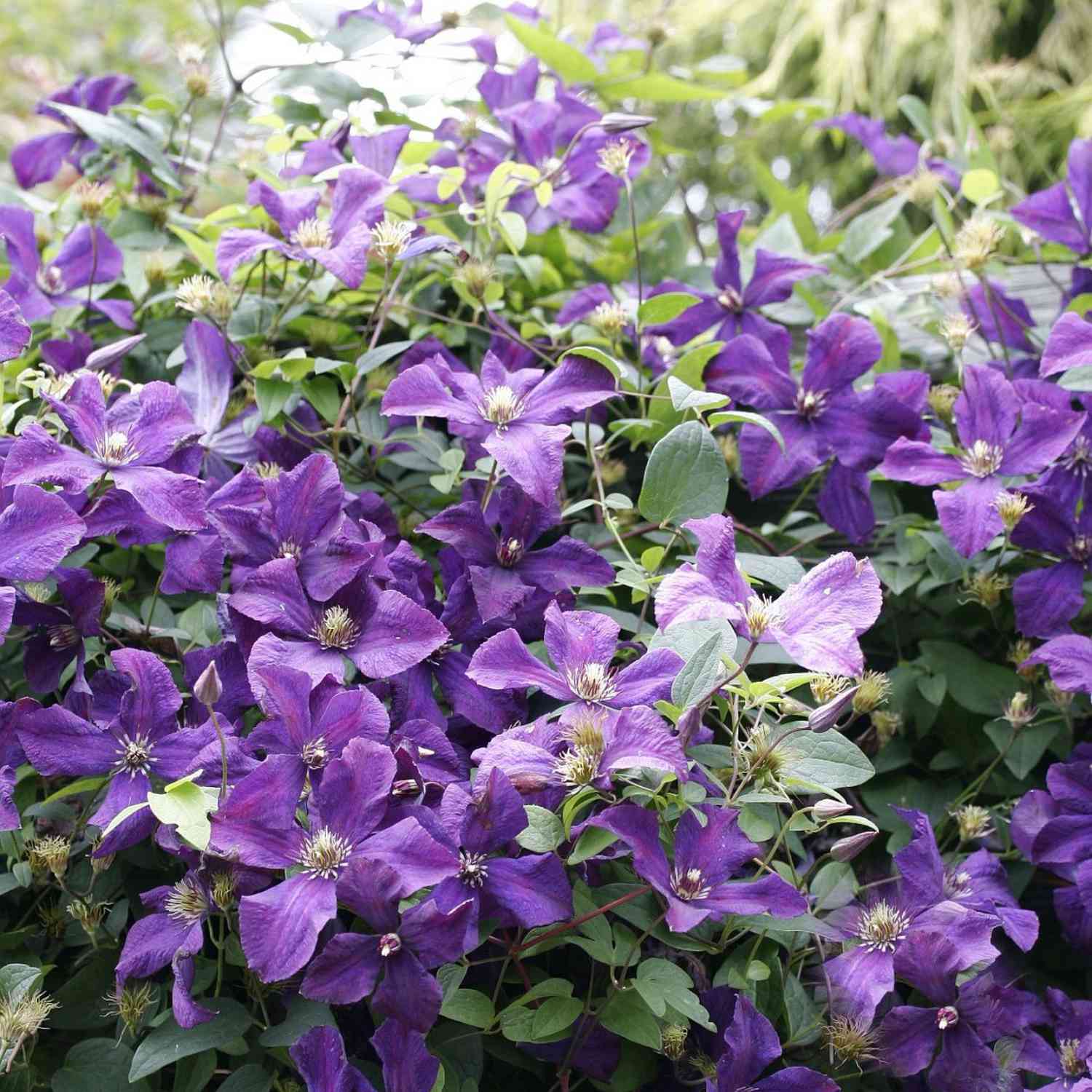 Clematis 'Jackmanii Superba' Clematis 'Jackmanii Superba'