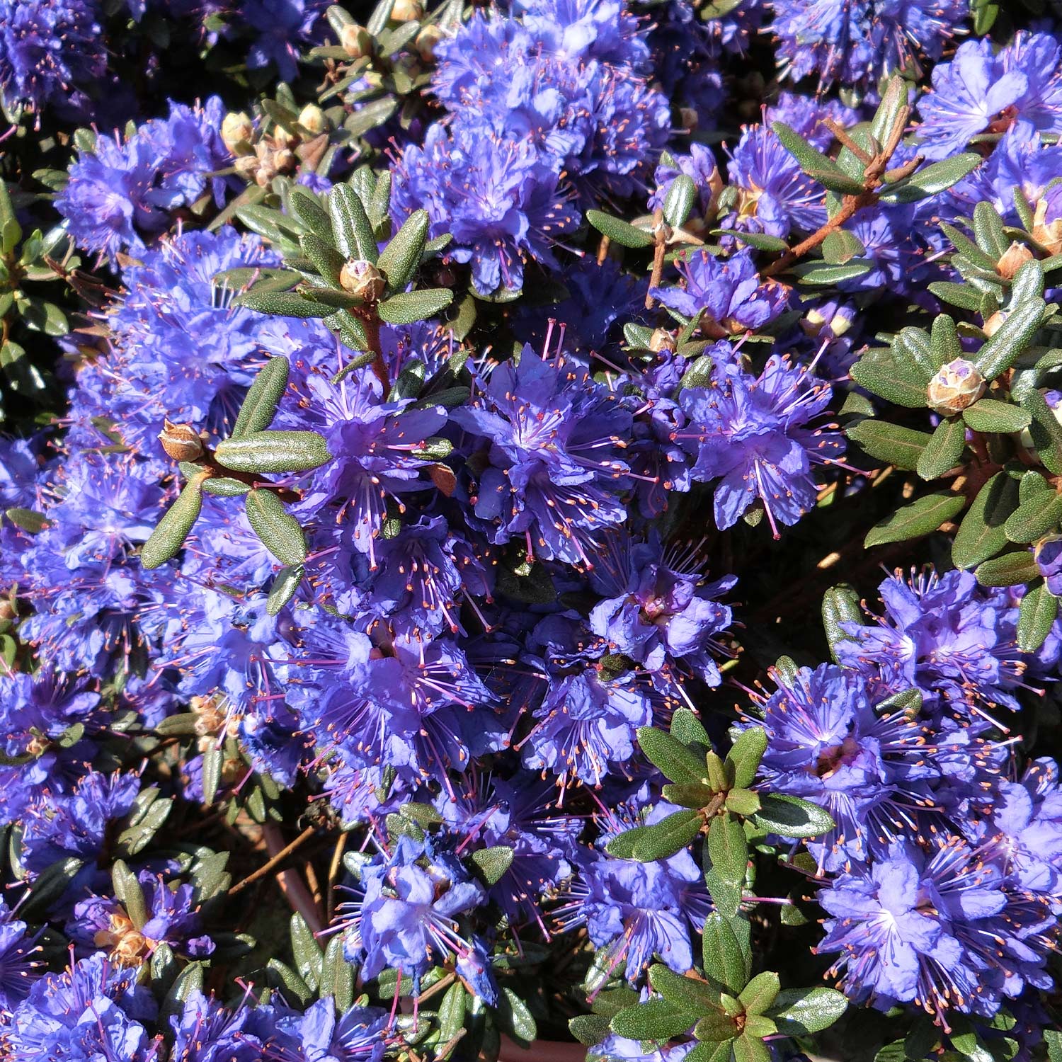 Rhododendron 'Azurika'