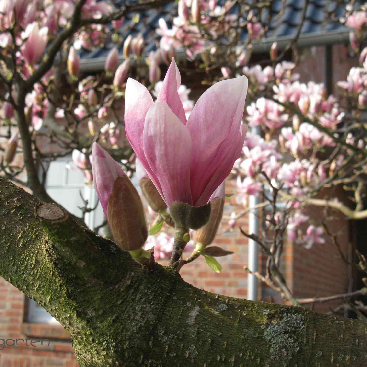 Tulpenmagnolie - Der Klassiker