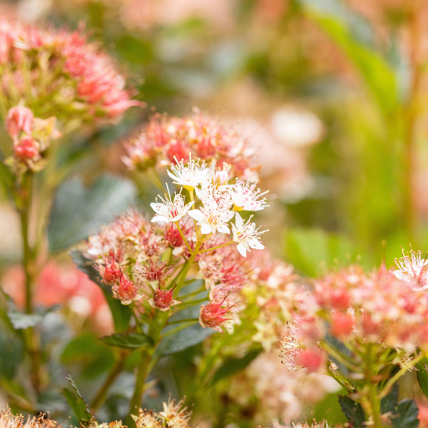 Blasenspiere 'Tiny Wine'