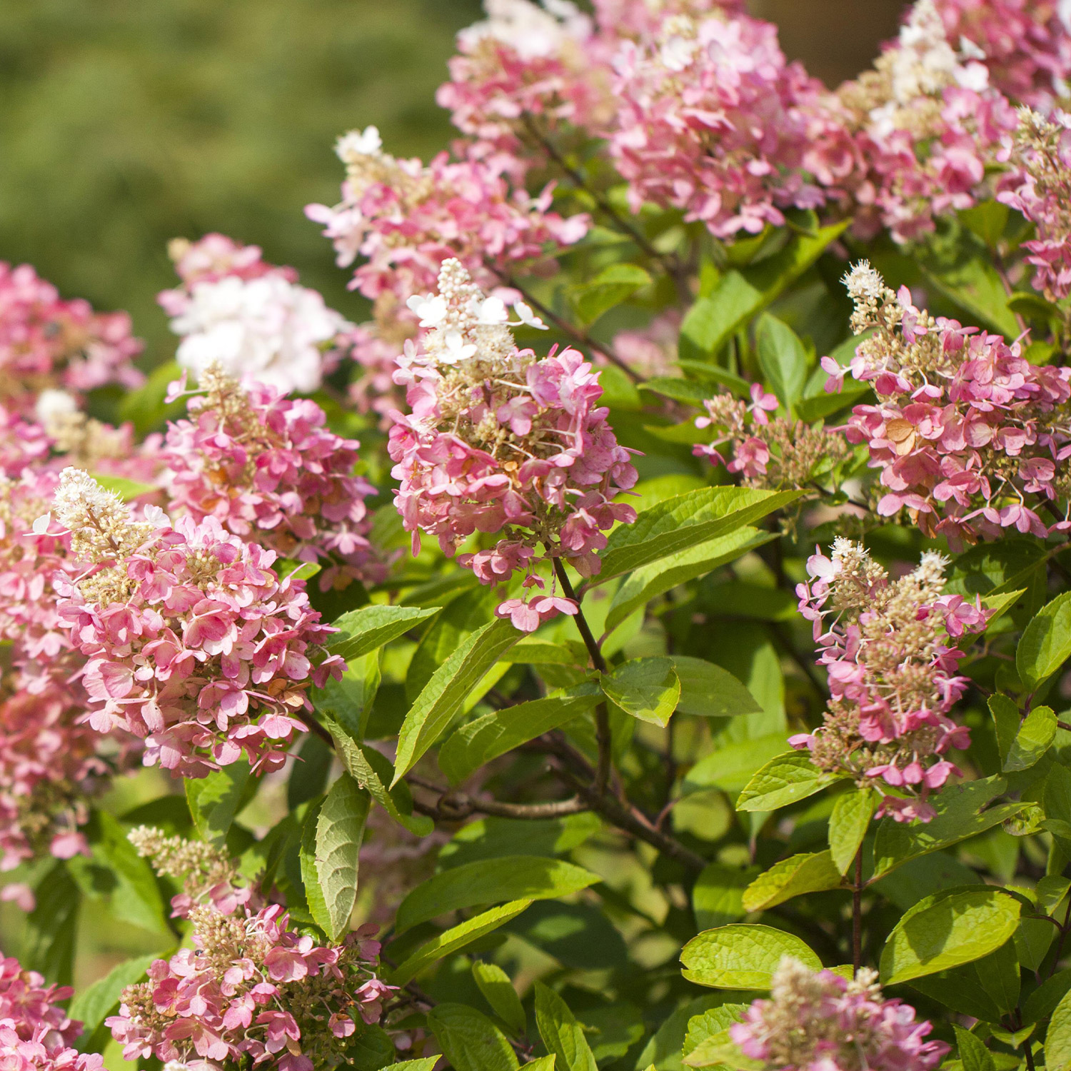 Rispenhortensie 'Pinky Winky®' Rispenhortensie 'Pinky Winky®'