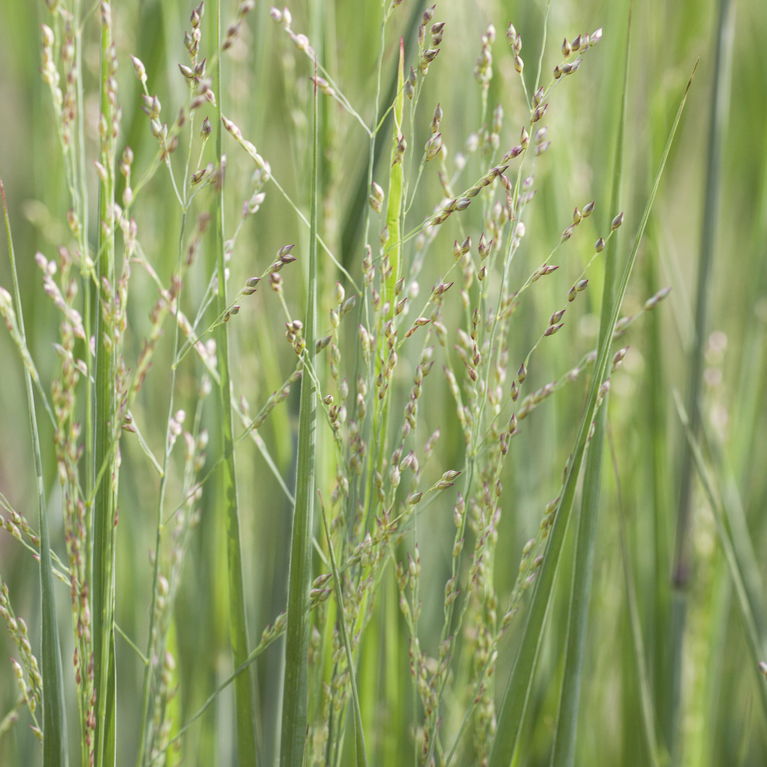 Rutenhirse 'Northwind'
